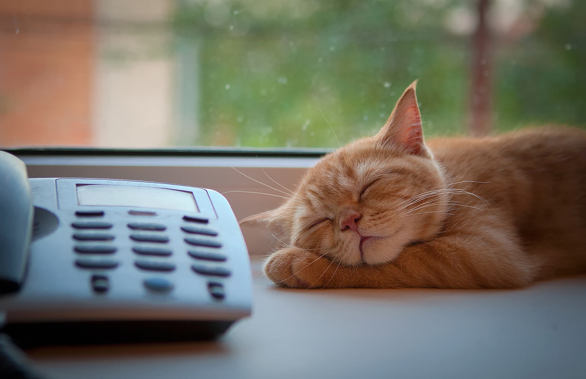 animals, cat, sleep, dream, window sill, windowsill, telephone, expectation, waiting