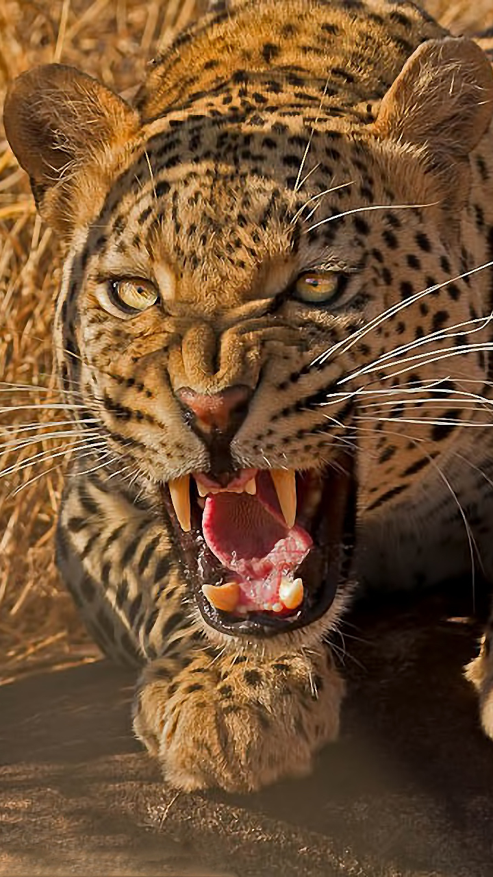 Baixar papel de parede para celular de Animais, Gatos, Leopardo gratuito.