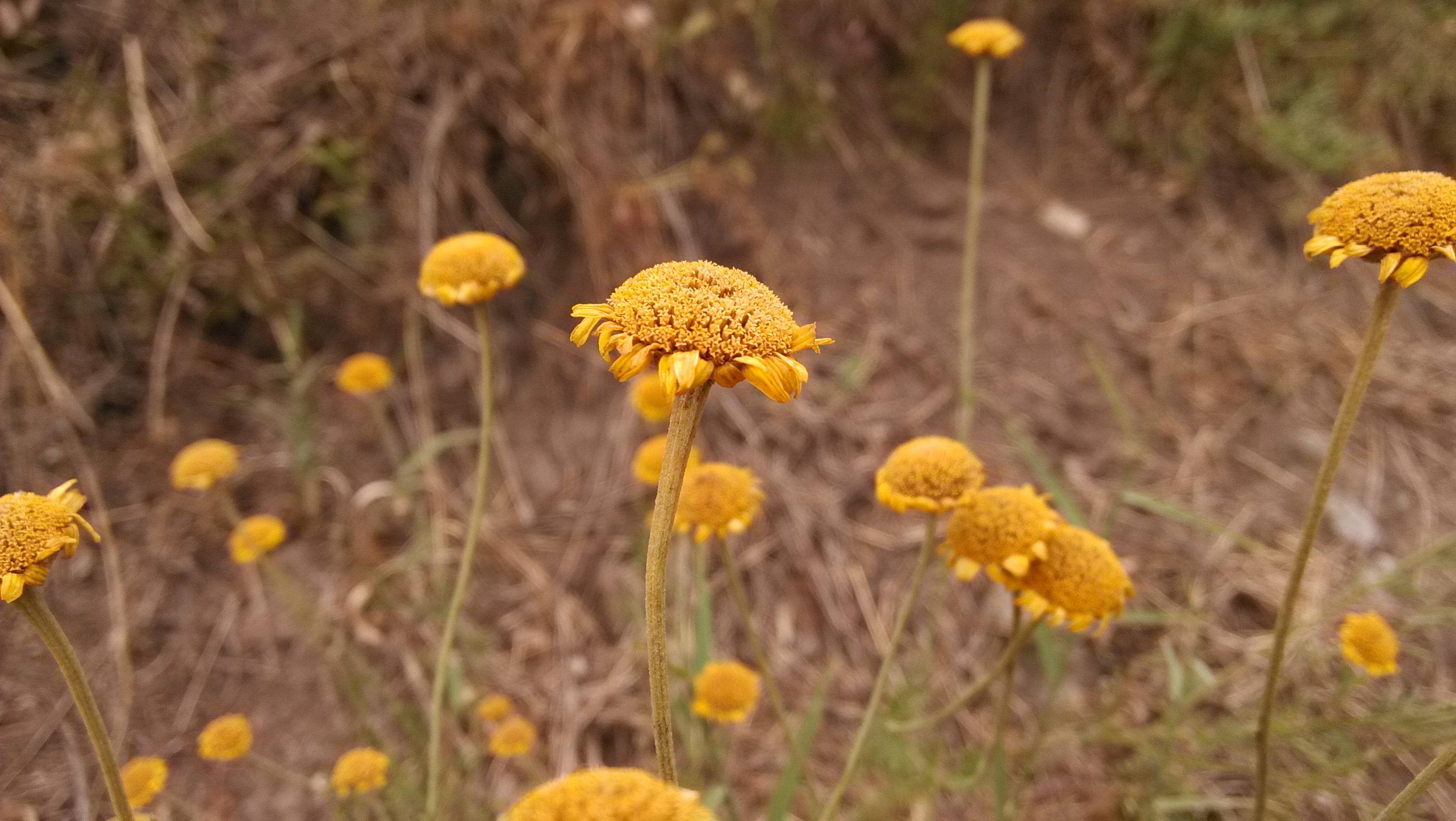 Free download wallpaper Flowers, Flower, Earth on your PC desktop