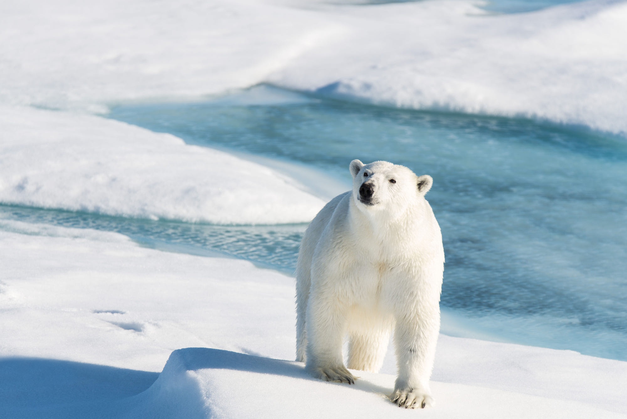 Laden Sie das Tiere, Bären, Bär, Eisbär-Bild kostenlos auf Ihren PC-Desktop herunter