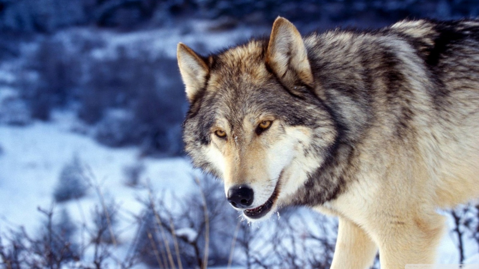 Descarga gratuita de fondo de pantalla para móvil de Wolves, Lobo, Perro, Animales.