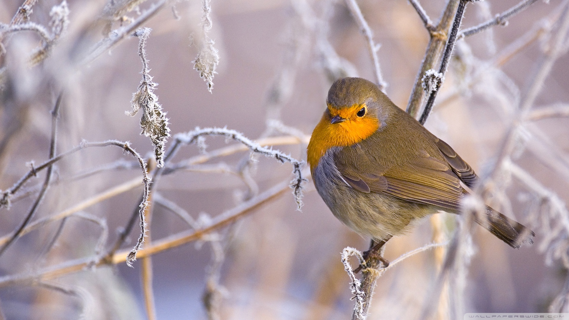 Free download wallpaper Birds, Bird, Animal, Robin on your PC desktop