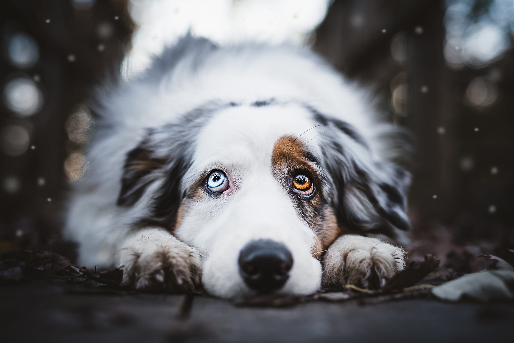 Download mobile wallpaper Dogs, Dog, Animal, Australian Shepherd for free.