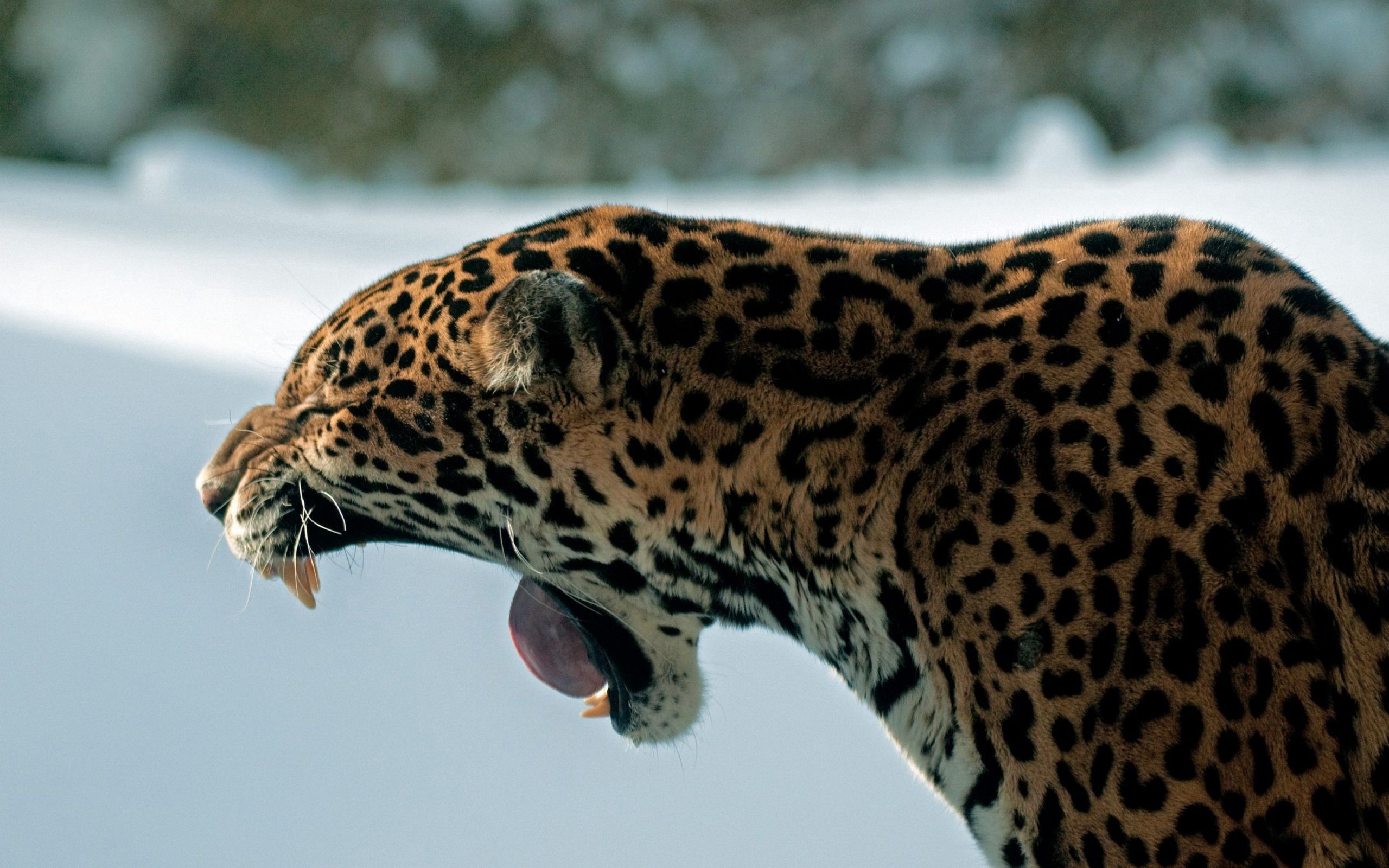 Free download wallpaper Animals, Grin, Jaguar, Cat, Predator on your PC desktop
