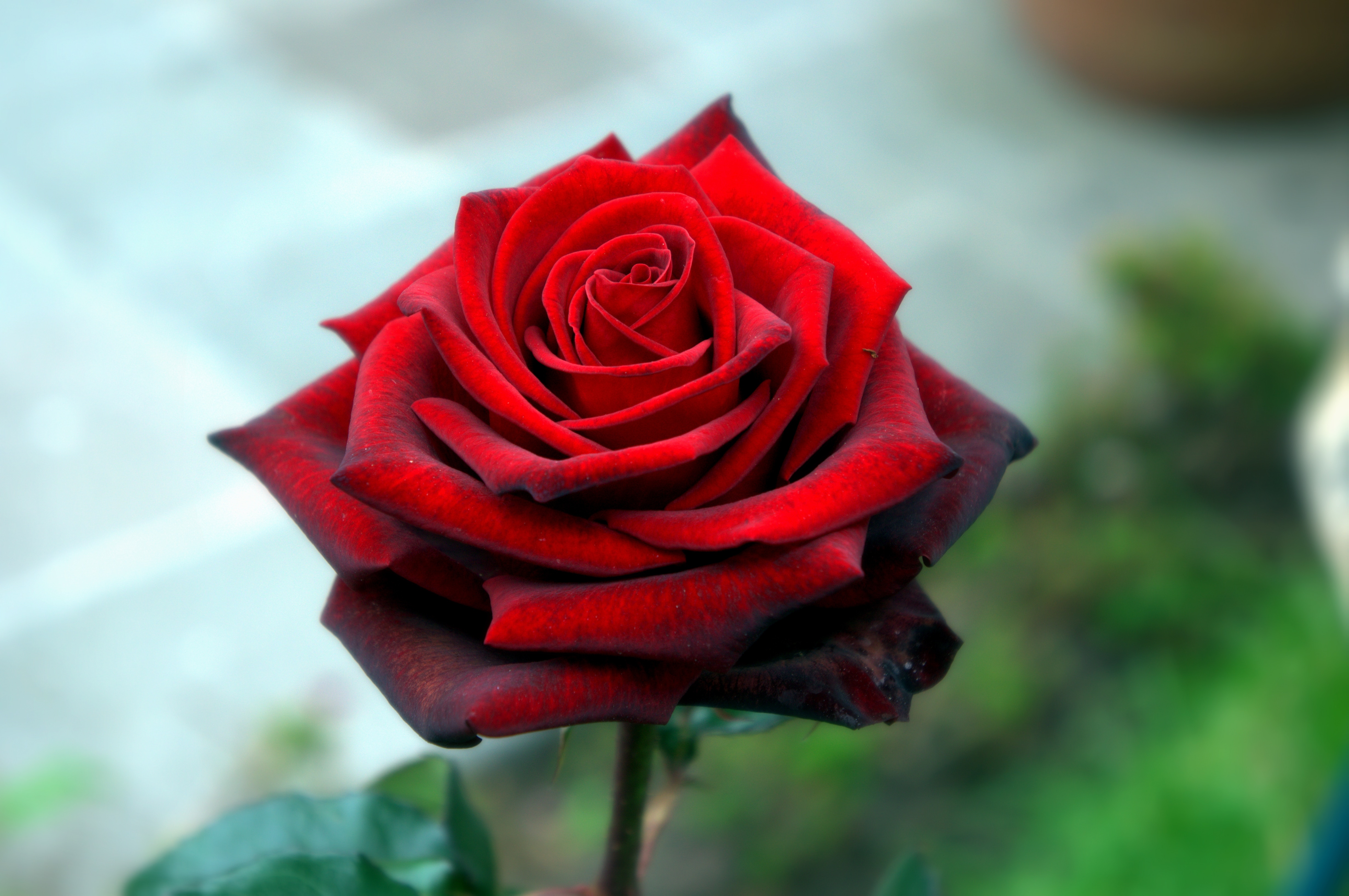 Скачати мобільні шпалери Троянда, Роза, Пелюстки, Квіти безкоштовно.