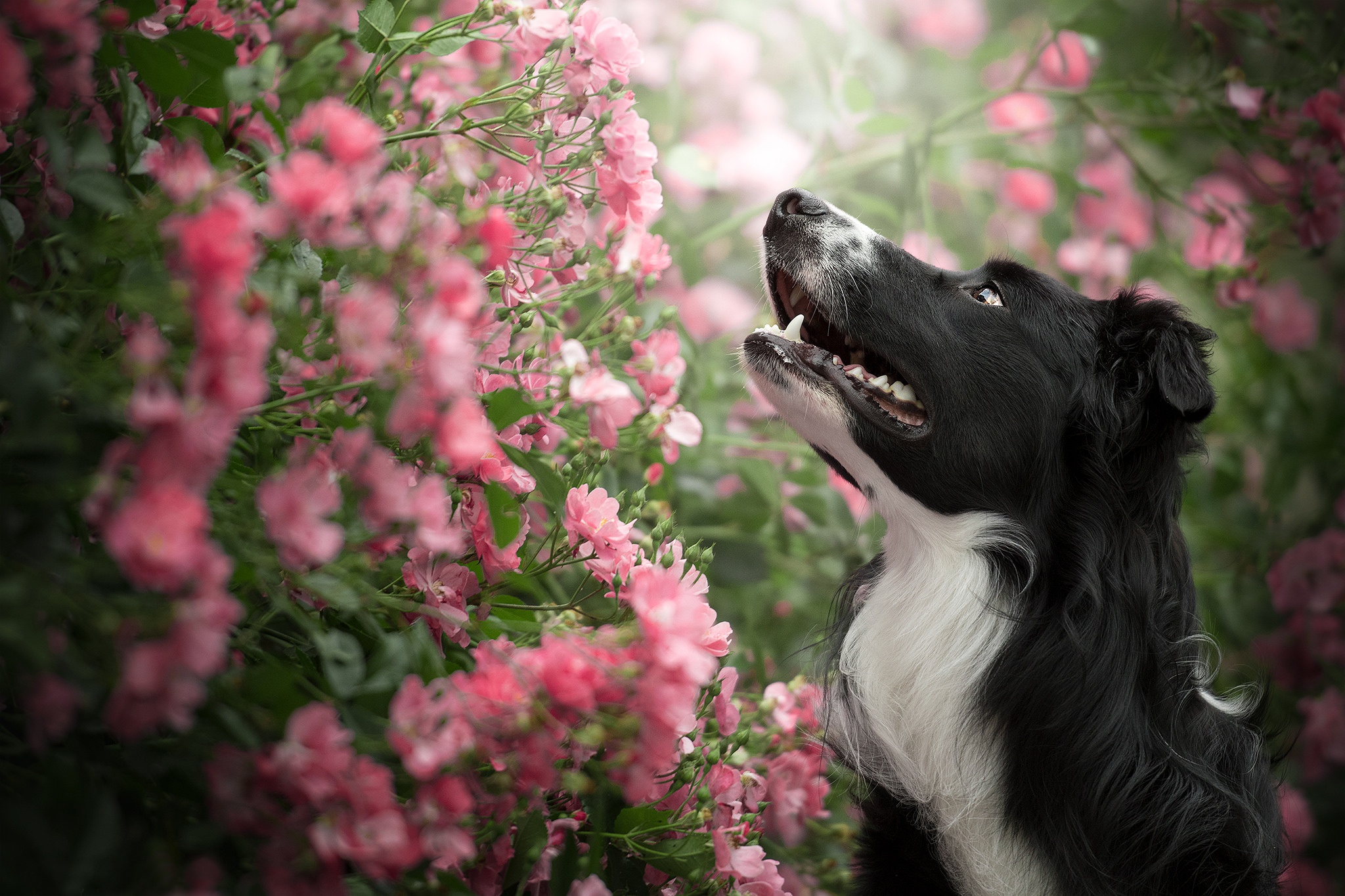 PCデスクトップに動物, 花, 犬, ピンクの花画像を無料でダウンロード