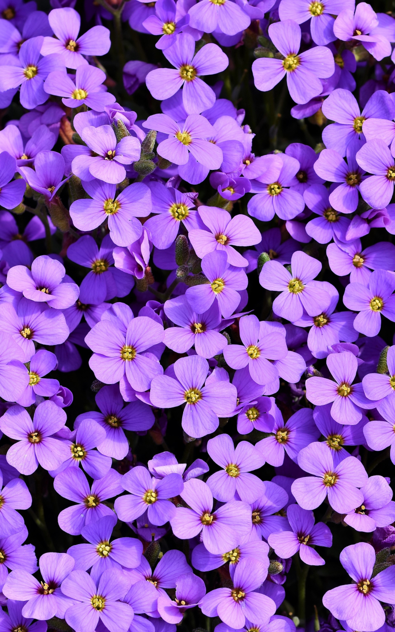 Download mobile wallpaper Flowers, Flower, Plant, Earth, Aubrieta, Purple Flower for free.
