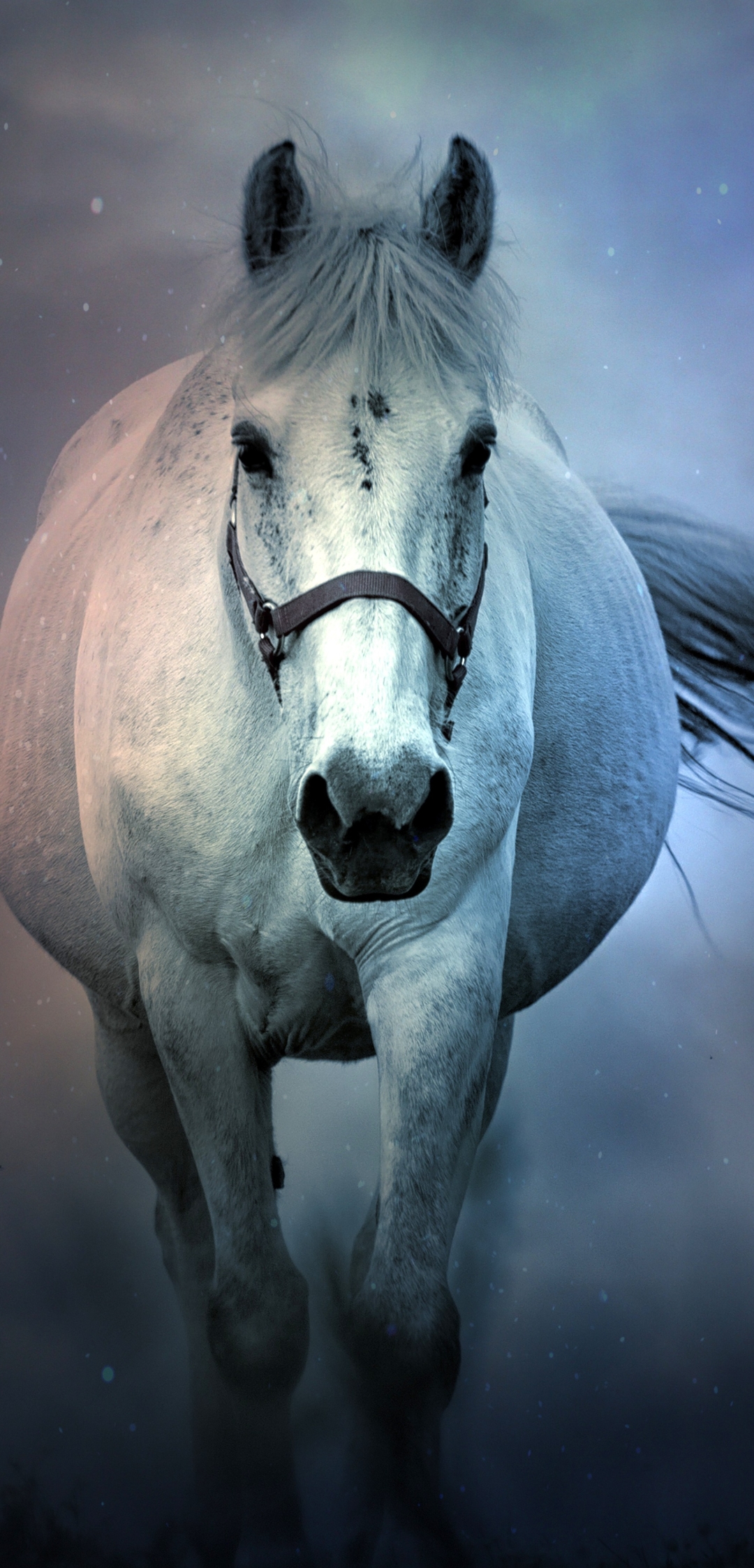 Download mobile wallpaper Fog, Animal, Horse for free.