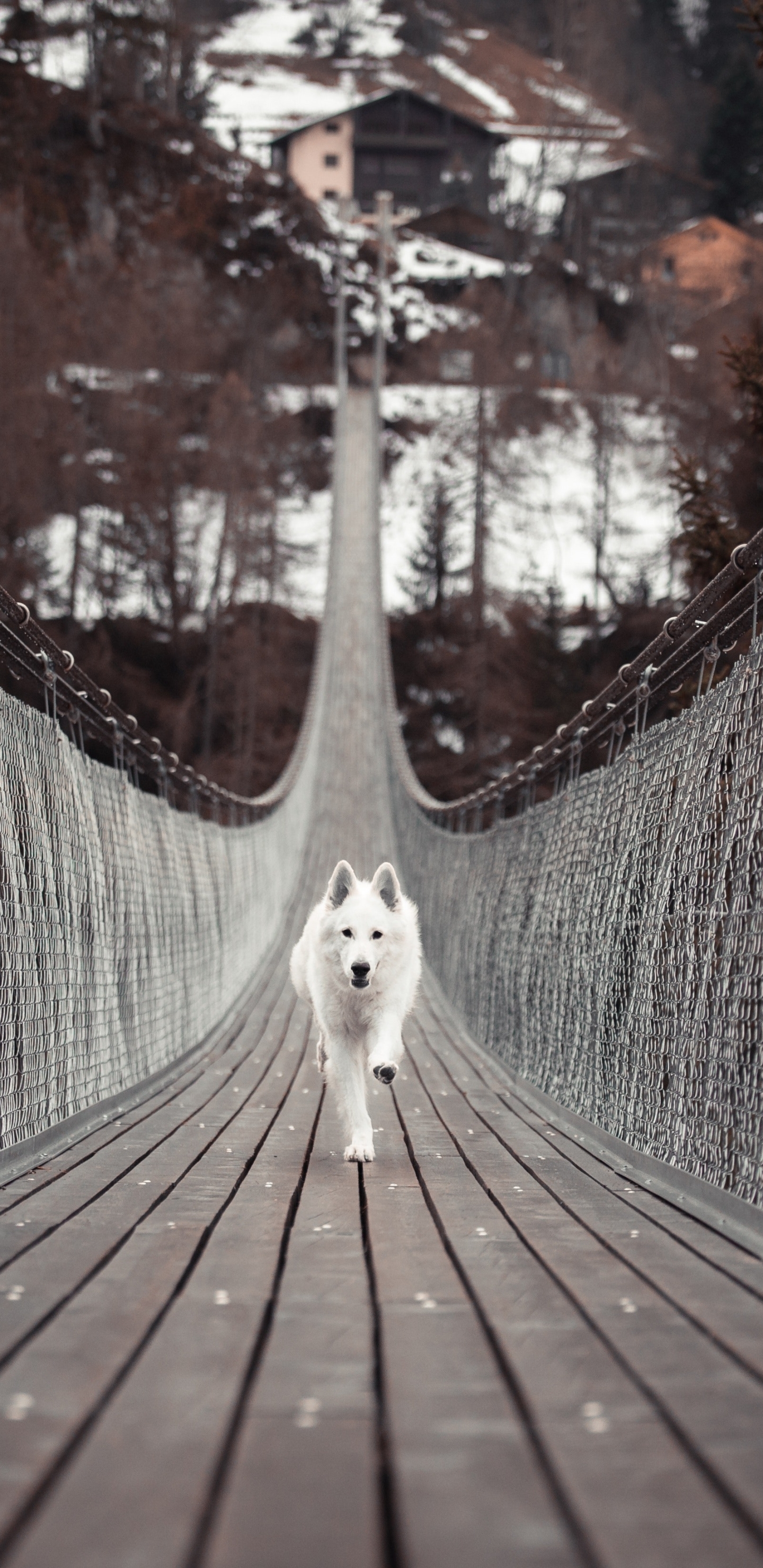 Free download wallpaper Dogs, Dog, Bridge, Animal on your PC desktop