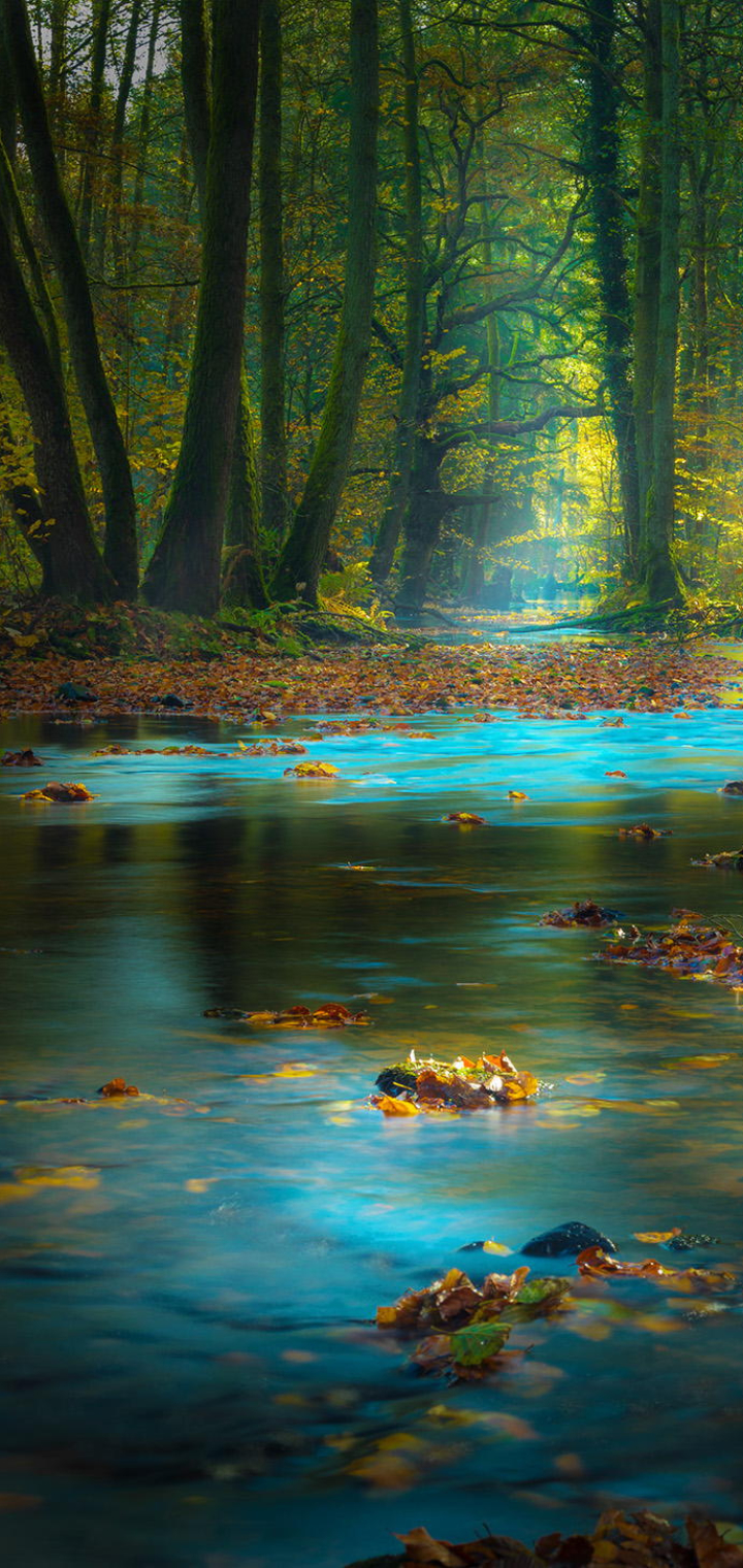 Descarga gratuita de fondo de pantalla para móvil de Naturaleza, Rio, Bosque, Tierra/naturaleza.