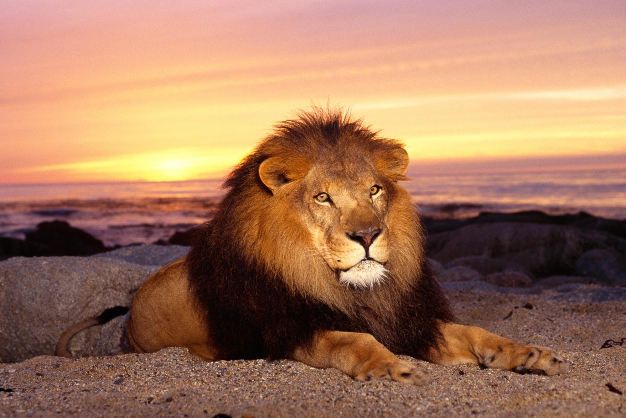 lie, sunset, lion, predator, animals, to lie down, mane, king of beasts, king of the beasts, calmness, tranquillity