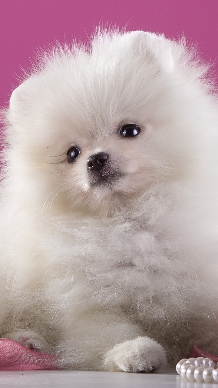 Download mobile wallpaper Dogs, Dog, Animal, Puppy, Pomeranian for free.