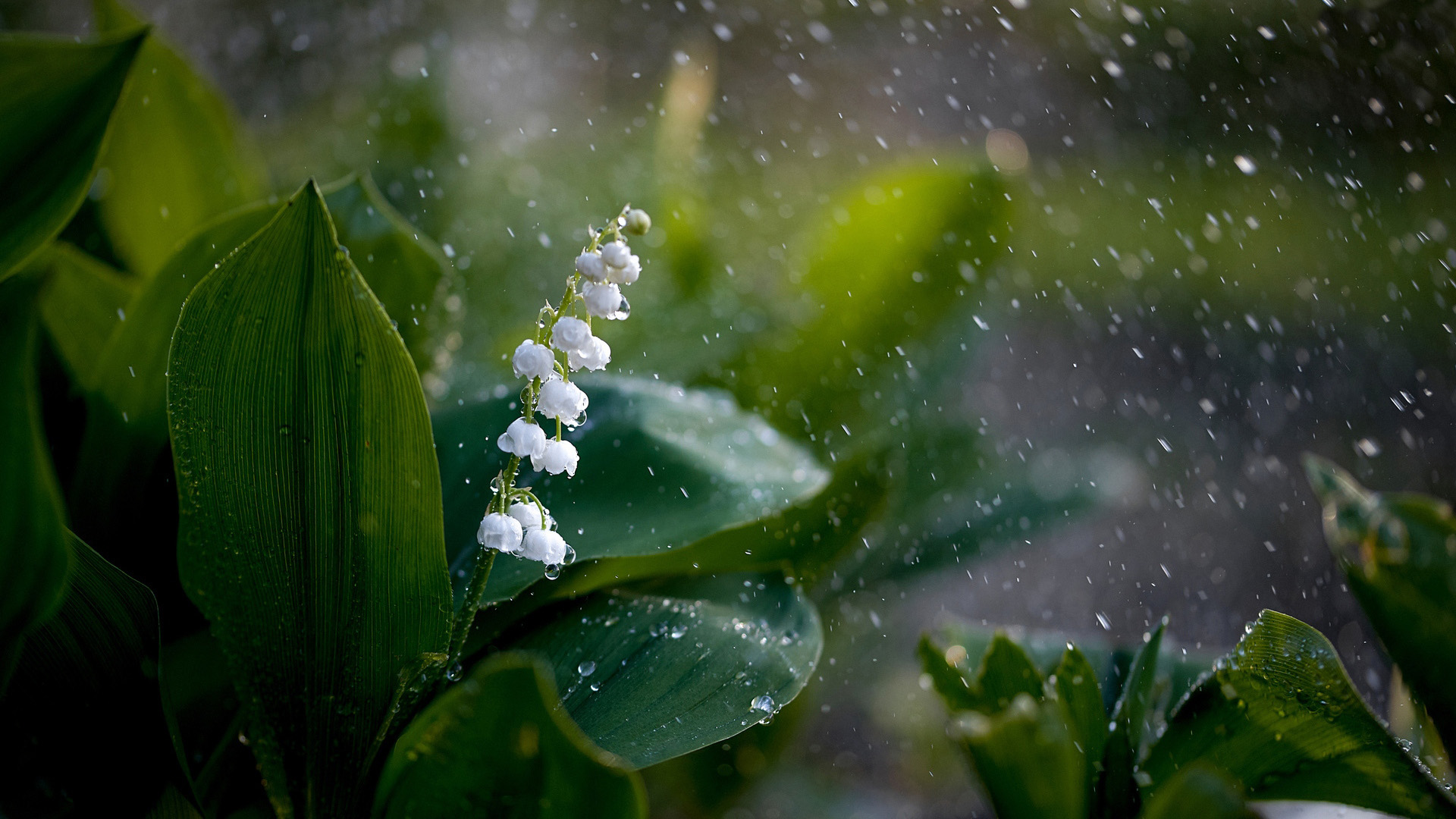 Free download wallpaper Flowers, Lily Of The Valley, Earth on your PC desktop