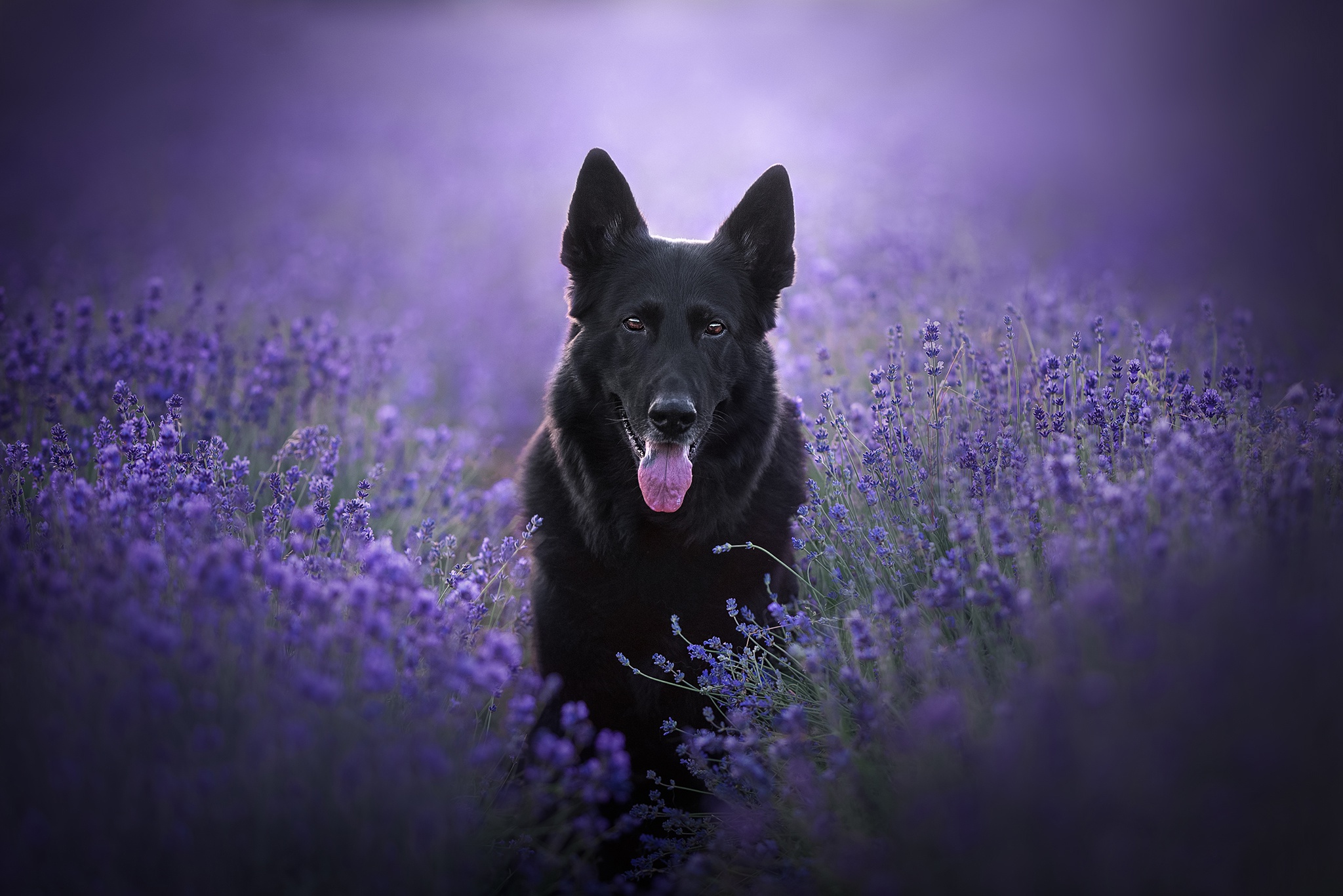 Laden Sie das Tiere, Hunde, Blume, Hund, Schäferhund, Lavendel-Bild kostenlos auf Ihren PC-Desktop herunter
