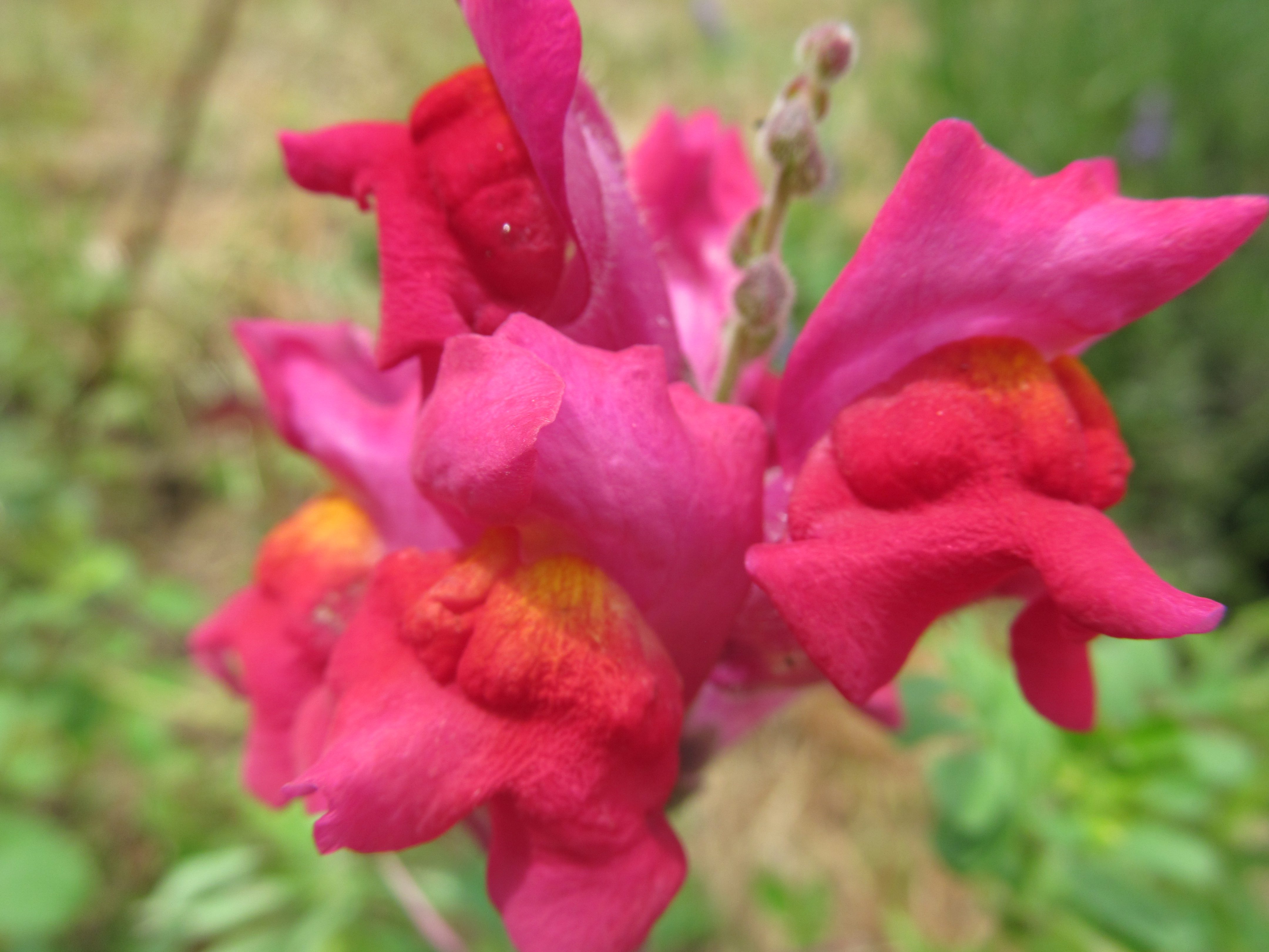 Descarga gratis la imagen Flores, Flor, Tierra/naturaleza en el escritorio de tu PC