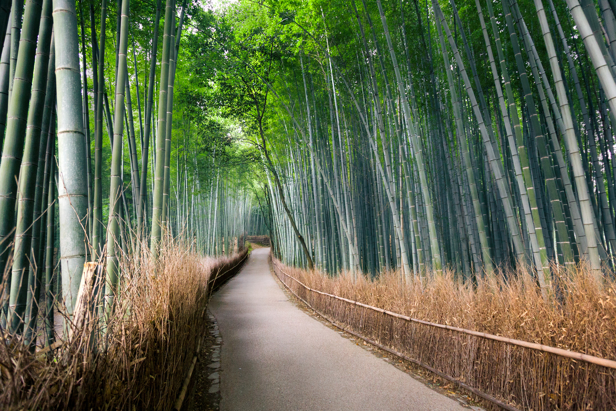 Free download wallpaper Forest, Path, Bamboo, Man Made on your PC desktop