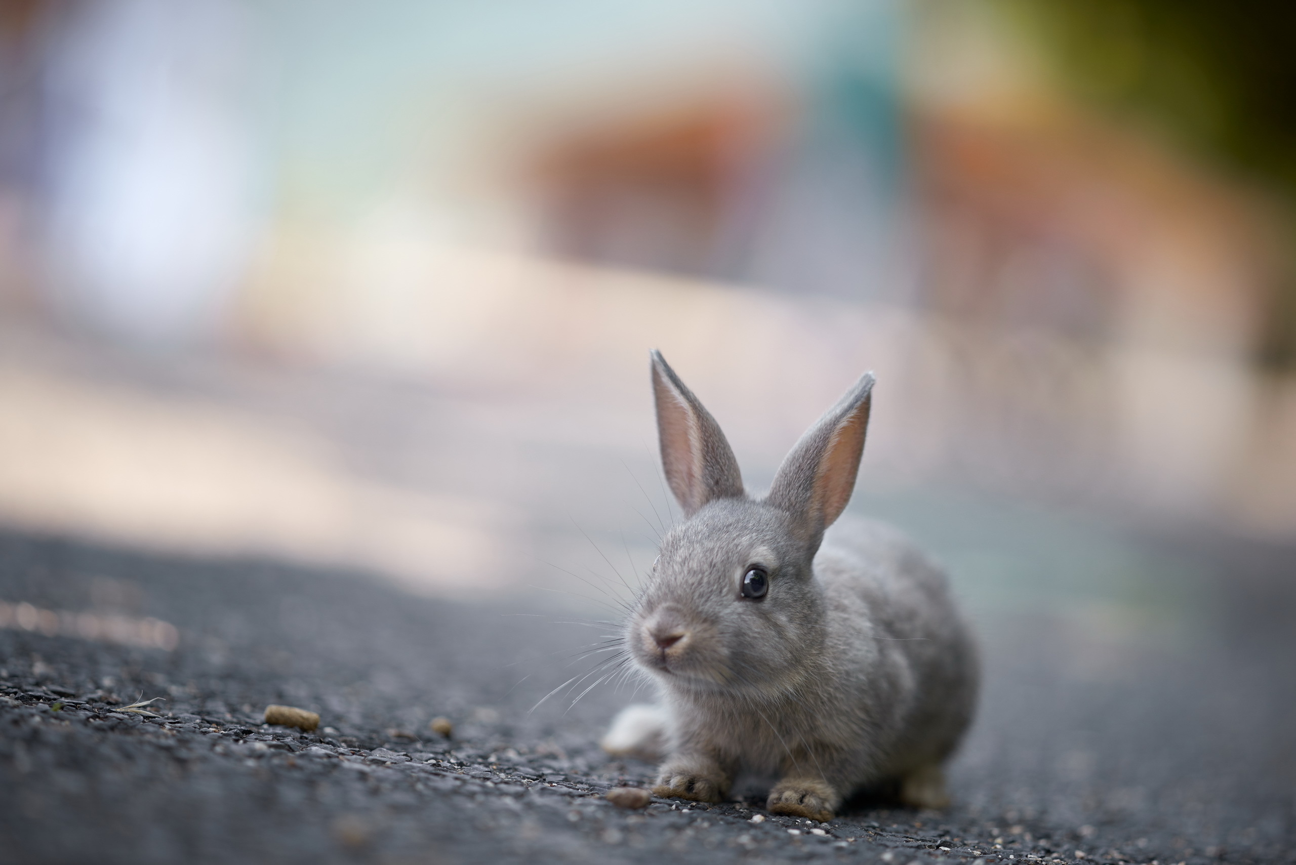 Free download wallpaper Blur, Animal, Rabbit on your PC desktop