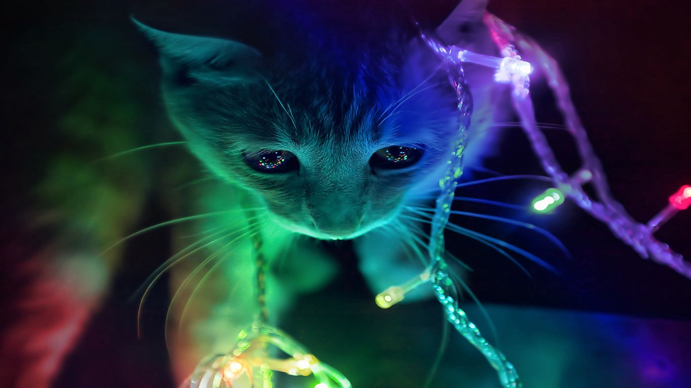 Download mobile wallpaper Christmas, Kitten, Cat, Light, Cats, Animal, Rainbow for free.