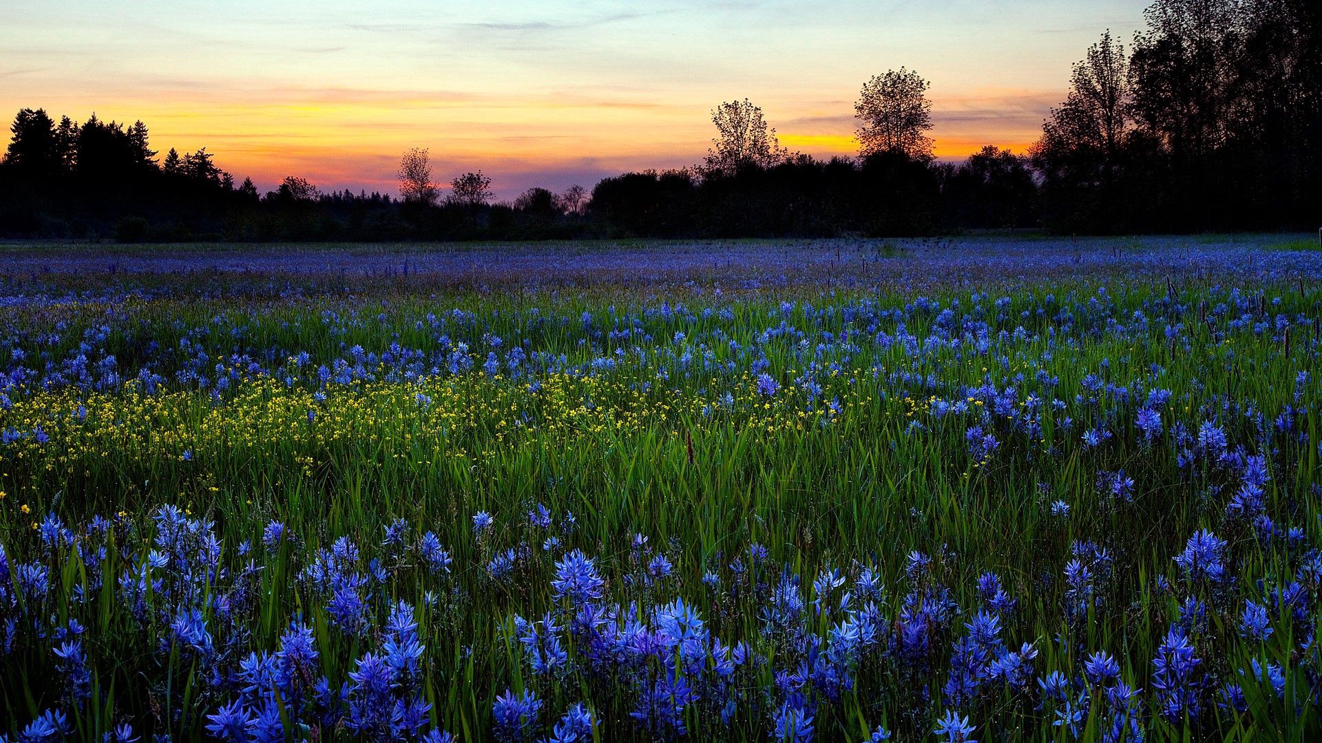 Free download wallpaper Nature, Flowers, Trees, Sunset, Sky, Greens, Lawn on your PC desktop
