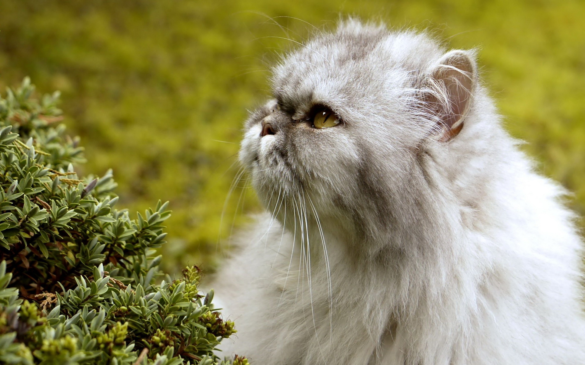 Baixar papel de parede para celular de Animais, Gatos, Gato gratuito.