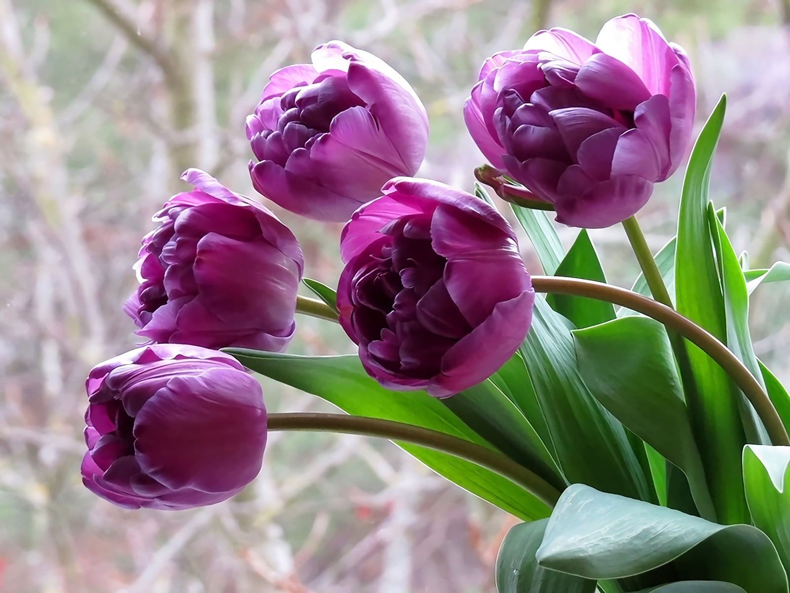 無料モバイル壁紙フラワーズ, チューリップ, 花, 地球, 紫色の花をダウンロードします。