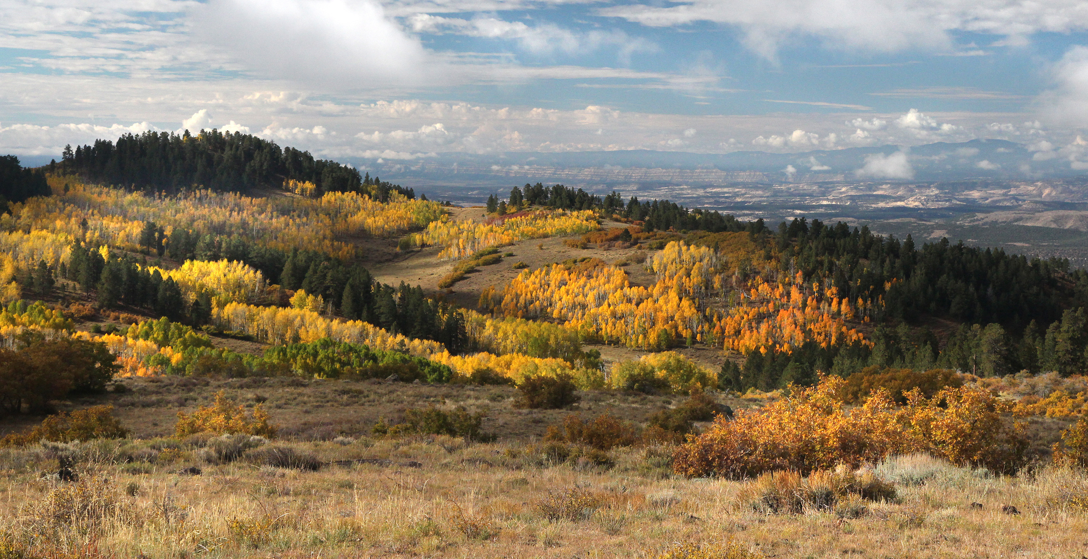 Download mobile wallpaper Landscape, Nature, Forest, Tree, Earth, Utah for free.