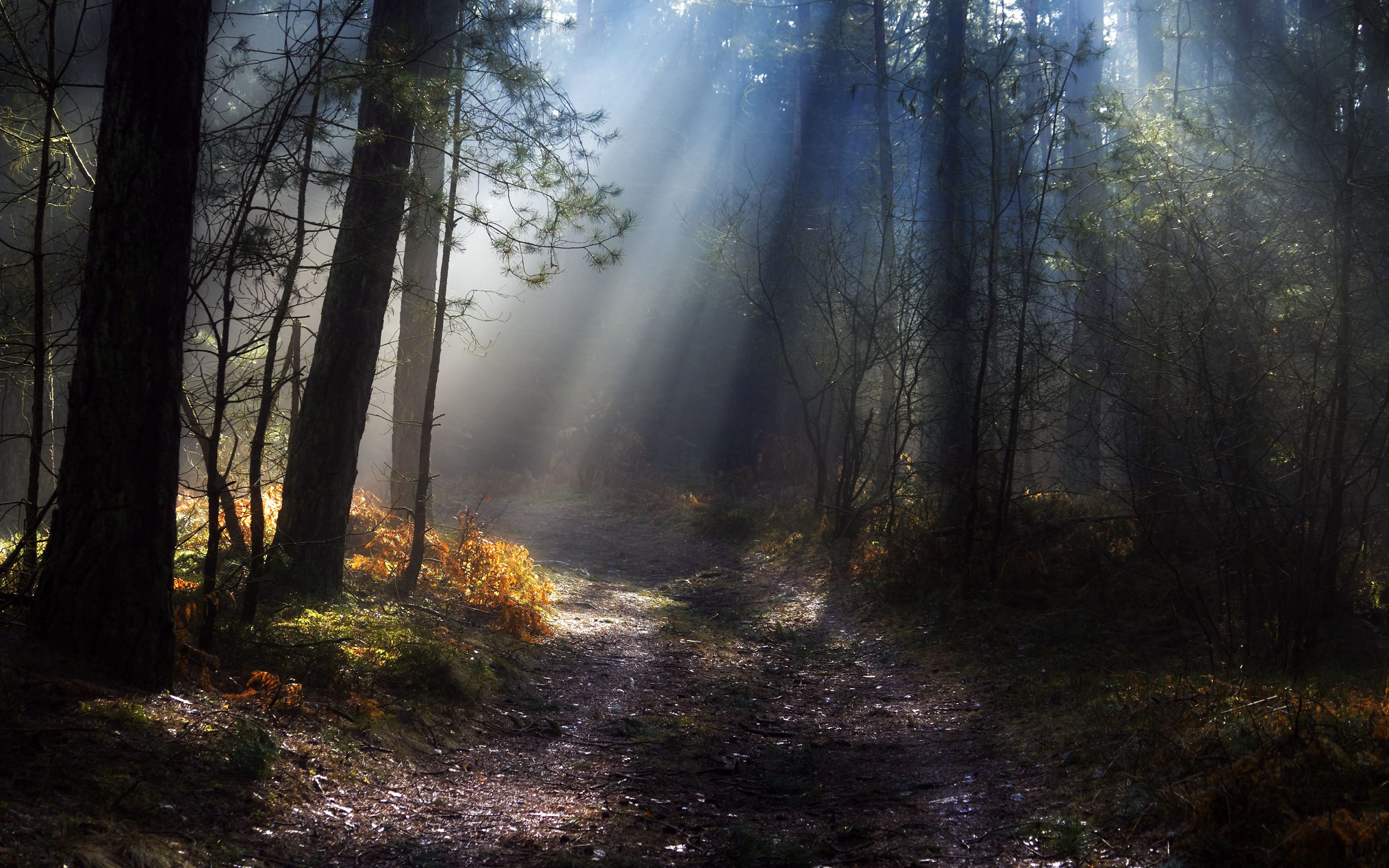 Laden Sie das Wald, Erde/natur-Bild kostenlos auf Ihren PC-Desktop herunter