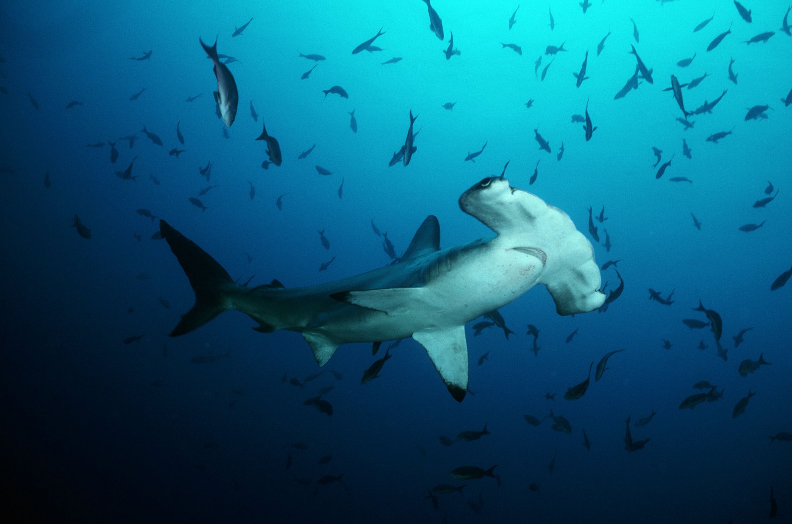 340097画像をダウンロードサメ, 動物, シュモクザメ-壁紙とスクリーンセーバーを無料で