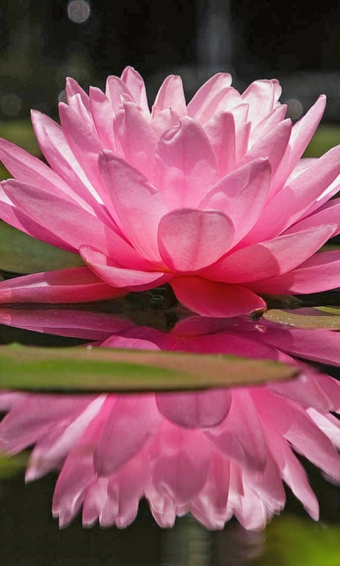 Download mobile wallpaper Flowers, Earth, Water Lily for free.