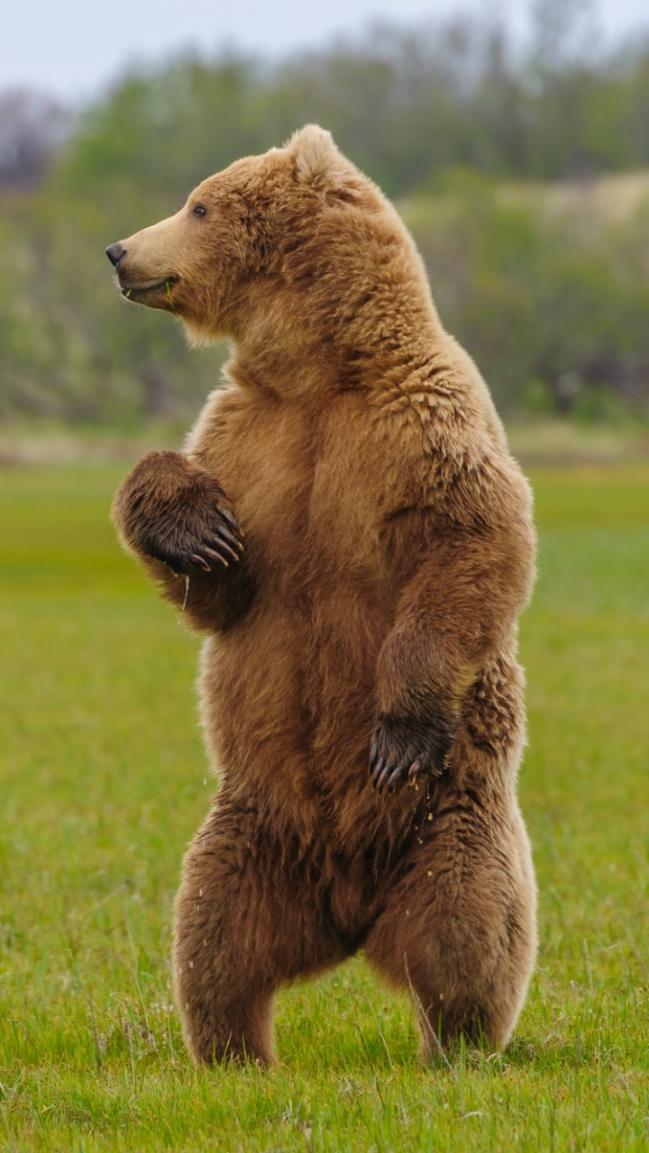 無料モバイル壁紙動物, クマをダウンロードします。