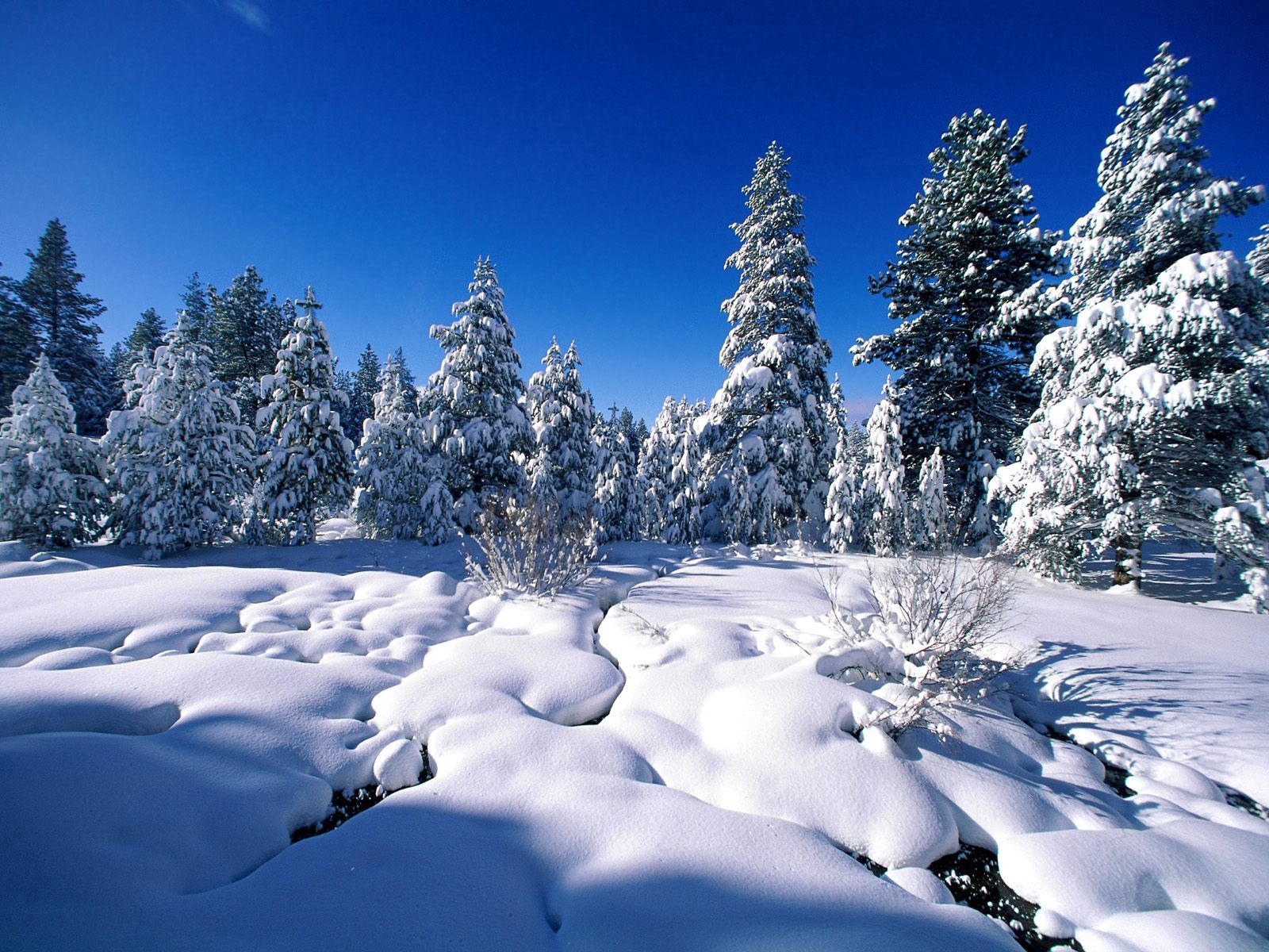 water, nature, rivers, pine, snow, drifts
