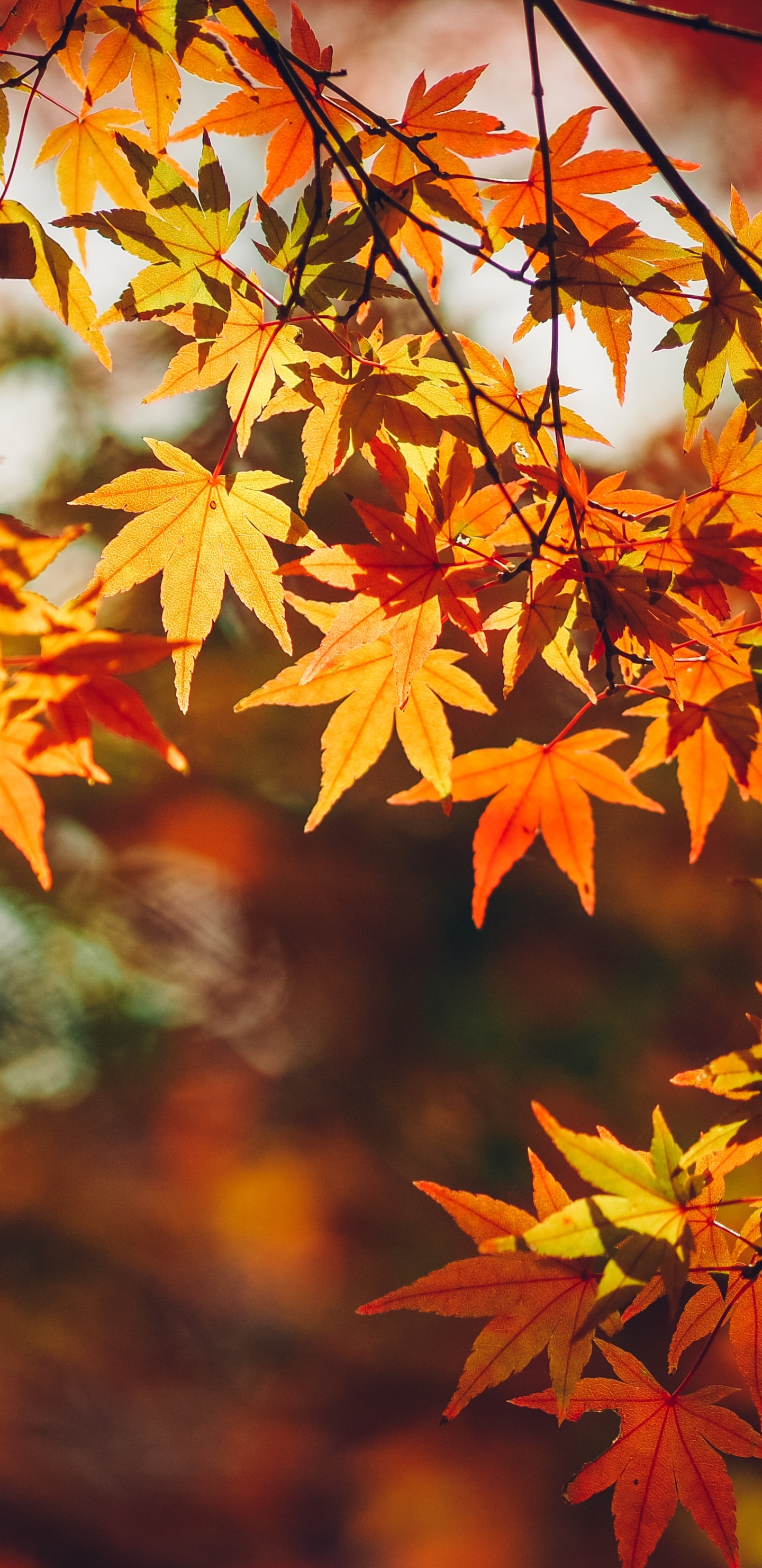 Handy-Wallpaper Herbst, Blatt, Erde/natur, Tiefenschärfe kostenlos herunterladen.