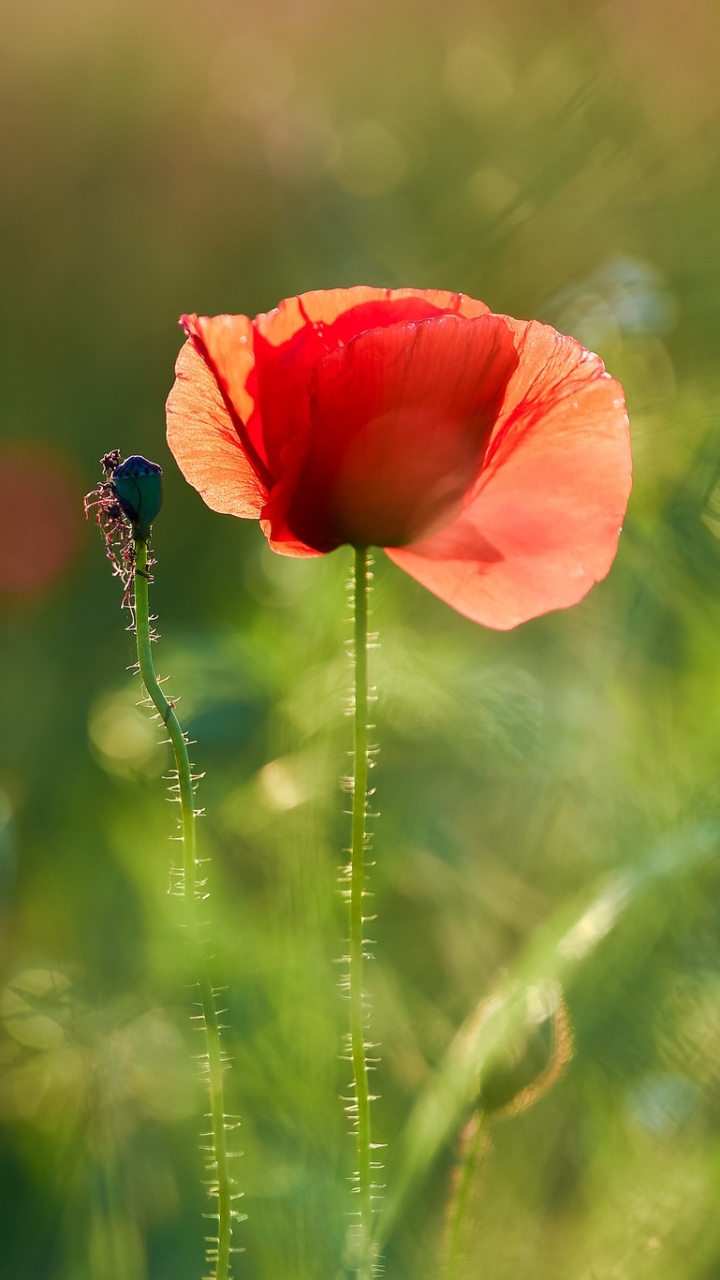 Descarga gratuita de fondo de pantalla para móvil de Naturaleza, Flores, Verano, Flor, Amapola, Flor Roja, Tierra/naturaleza, El Verano.