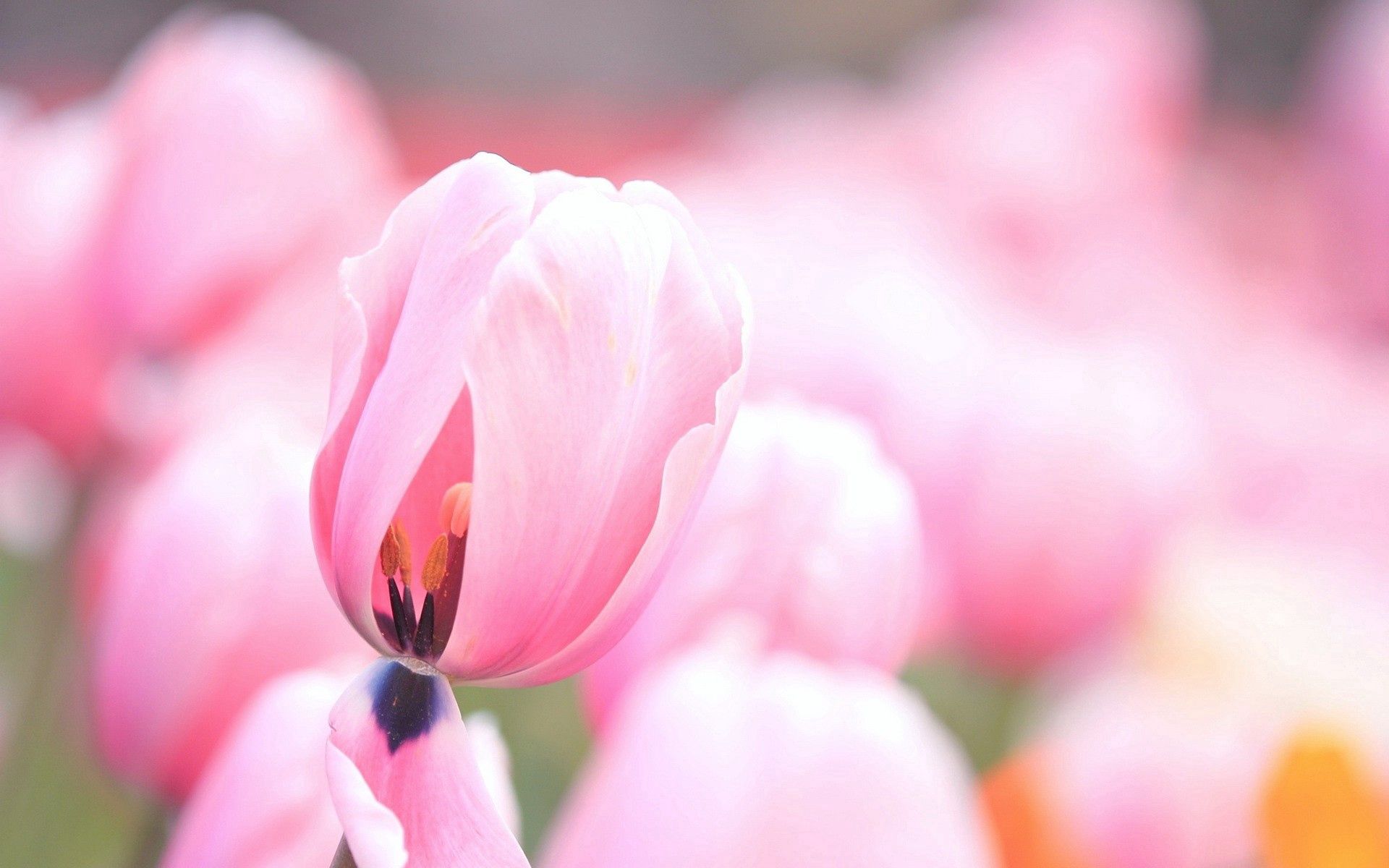 146701 завантажити картинку тюльпани, макро, квіти, макрос, рожевий, рожеві - шпалери і заставки безкоштовно