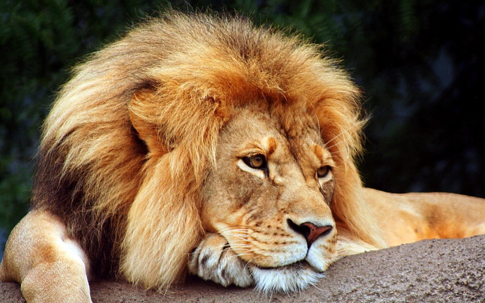 Download mobile wallpaper Cats, Lion, Animal, Resting for free.