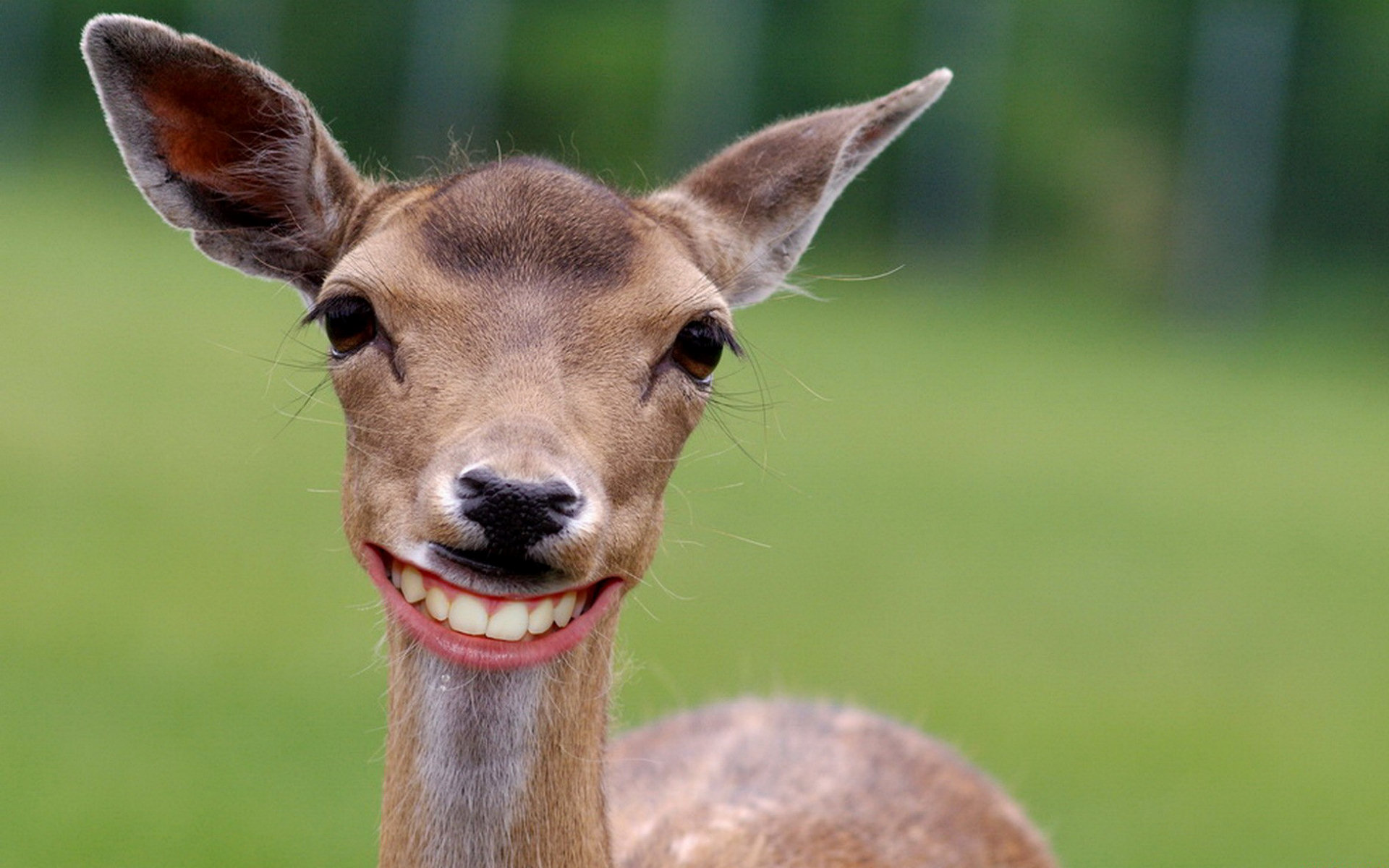 Free download wallpaper Animal, Deer on your PC desktop