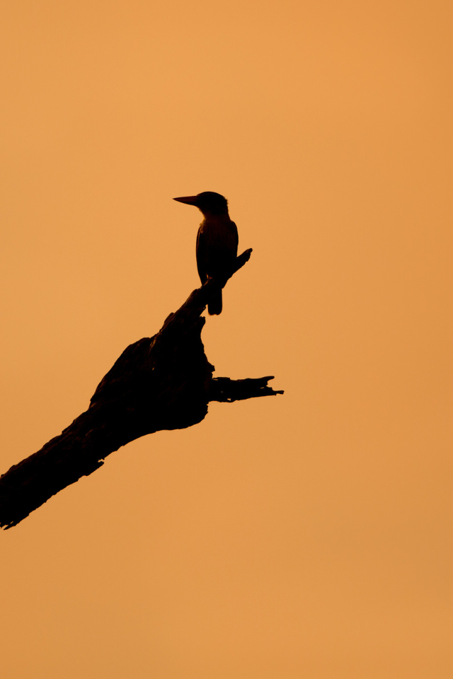 Download mobile wallpaper Birds, Sunset, Silhouette, Bird, Animal for free.