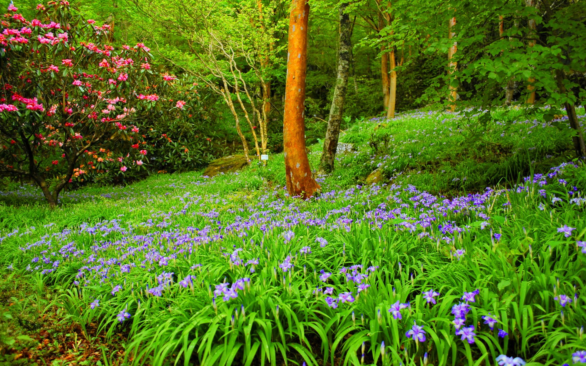 Скачать обои бесплатно Трава, Цветок, Парк, Весна, Фиолетовый Цветок, Земля/природа картинка на рабочий стол ПК