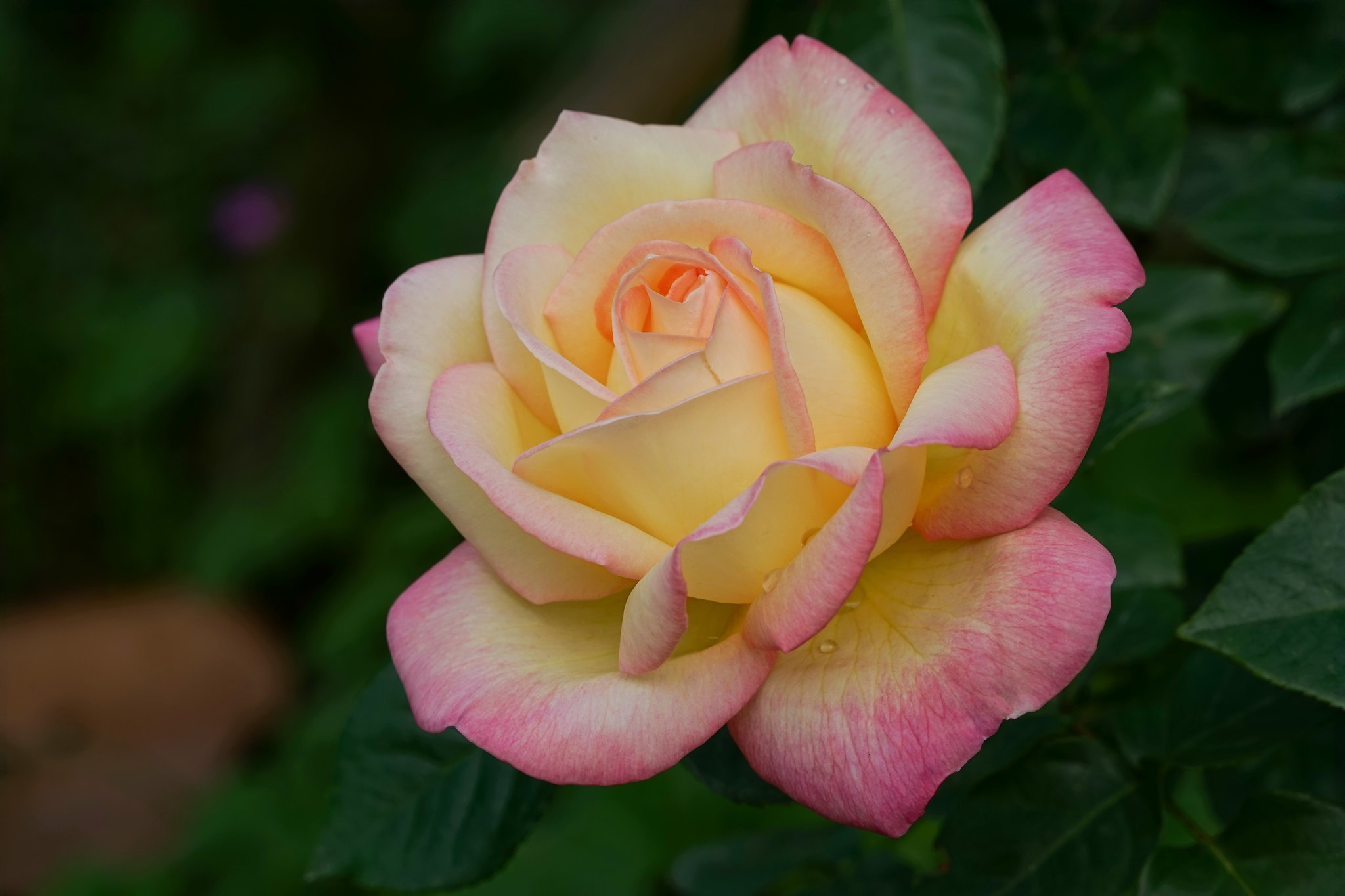 Laden Sie das Blumen, Rose, Erde/natur-Bild kostenlos auf Ihren PC-Desktop herunter