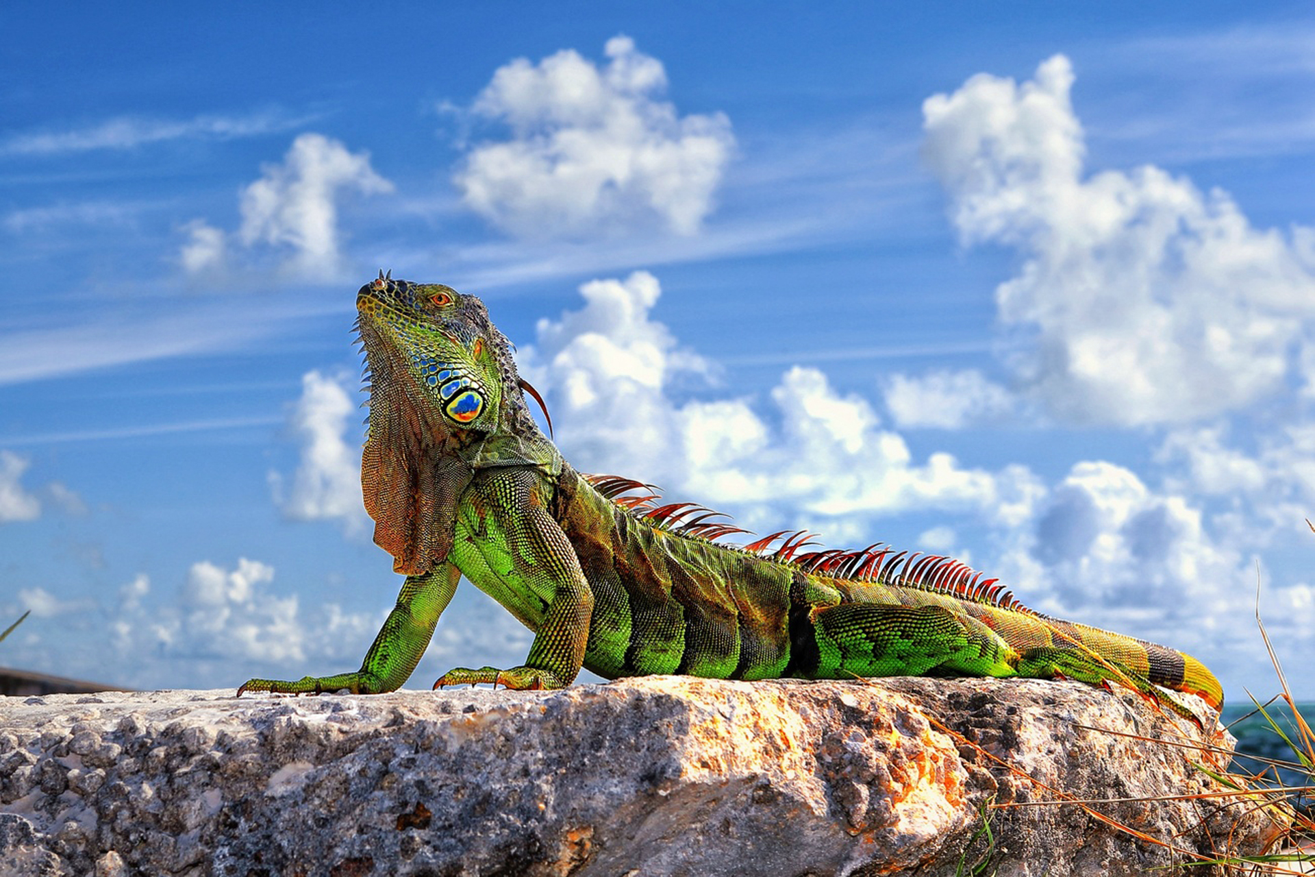 animal, iguana, reptiles