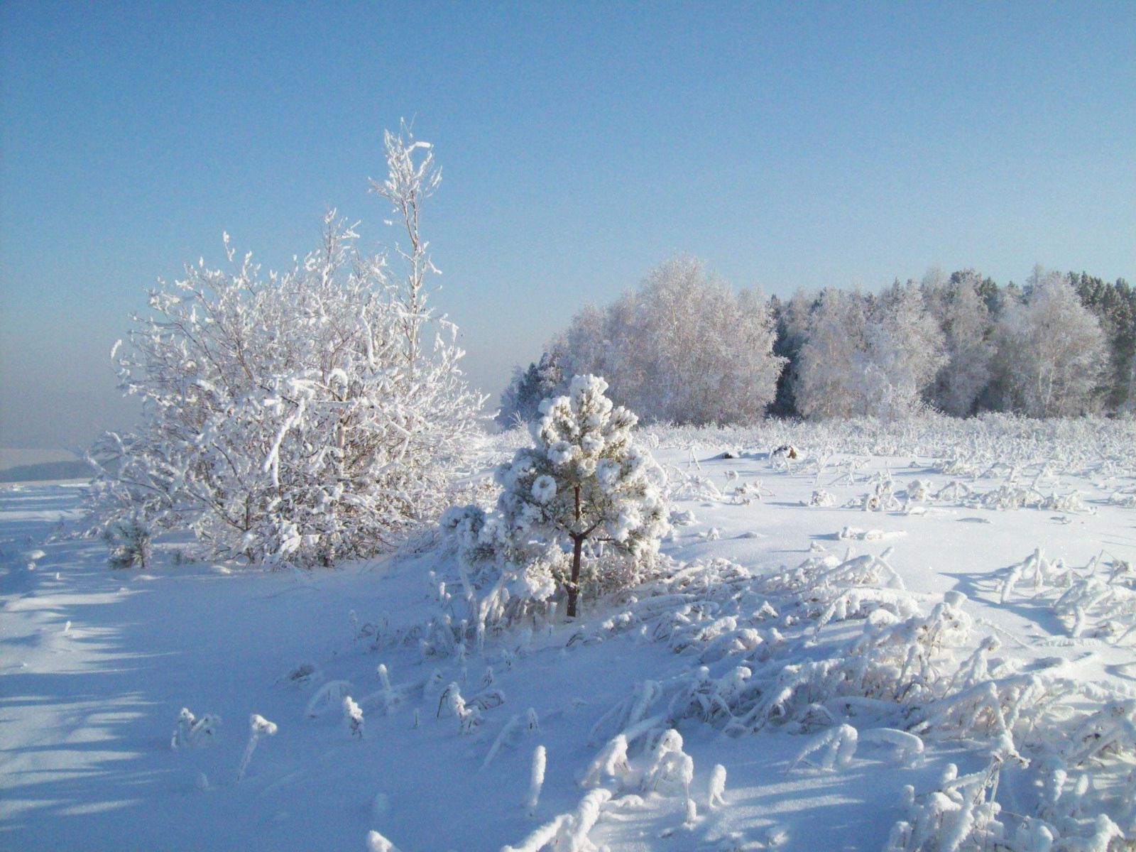 Скачать обои бесплатно Холод, Природа, Деревья, Снег, Иней картинка на рабочий стол ПК