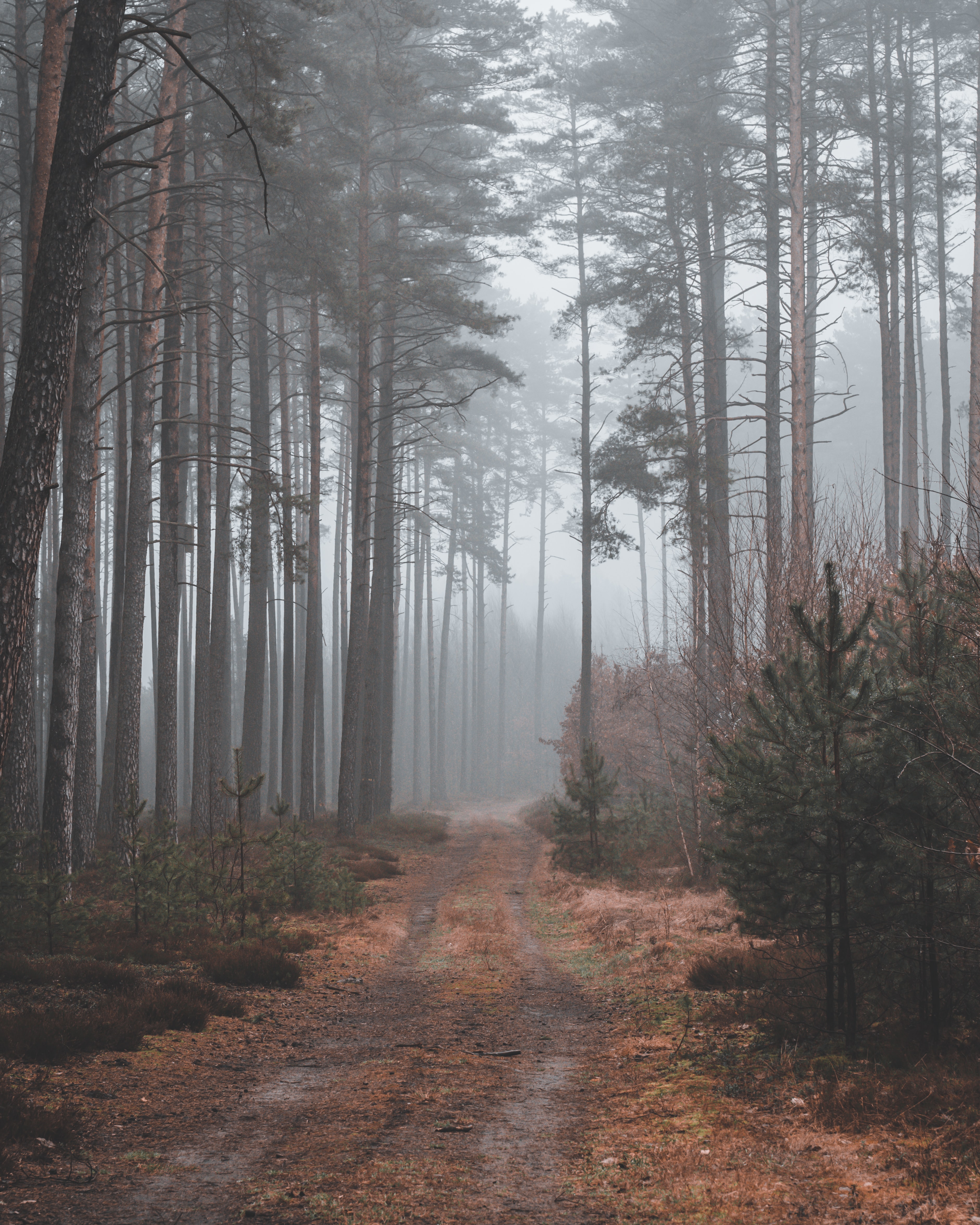 gloomy, nature, forest, path, gloomily