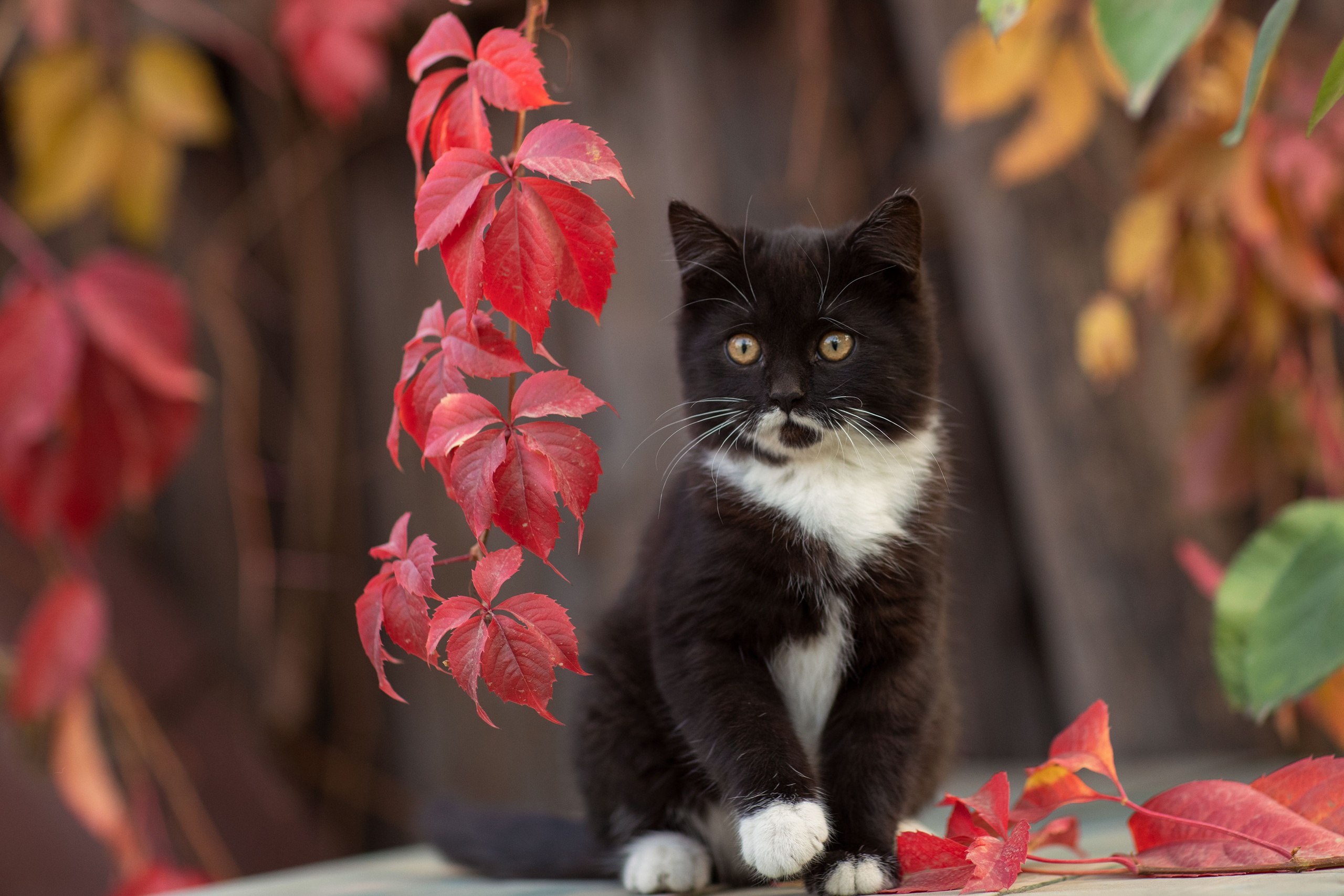 Baixar papel de parede para celular de Animais, Gatos, Gato, Gatinho, Animal Bebê gratuito.