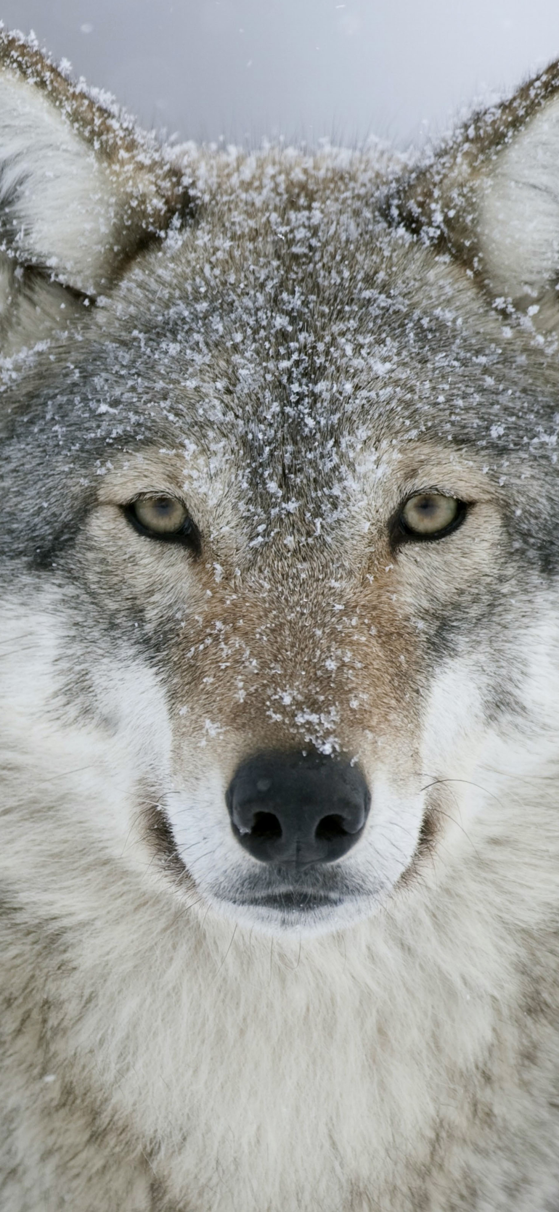無料モバイル壁紙動物, オオカミ, 雪, 狼, グレイウルフをダウンロードします。