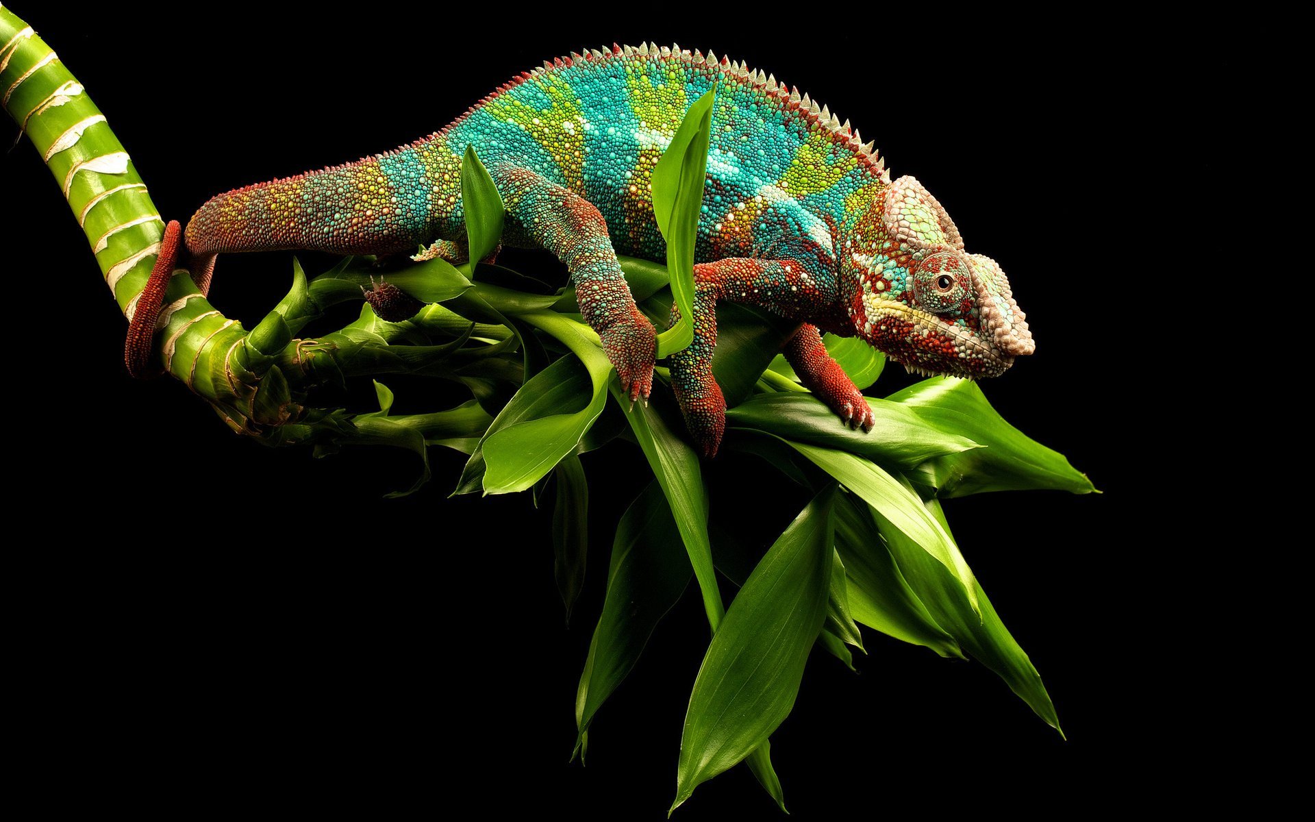 plant, animal, chameleon, close up, green, lizard, reptile, reptiles