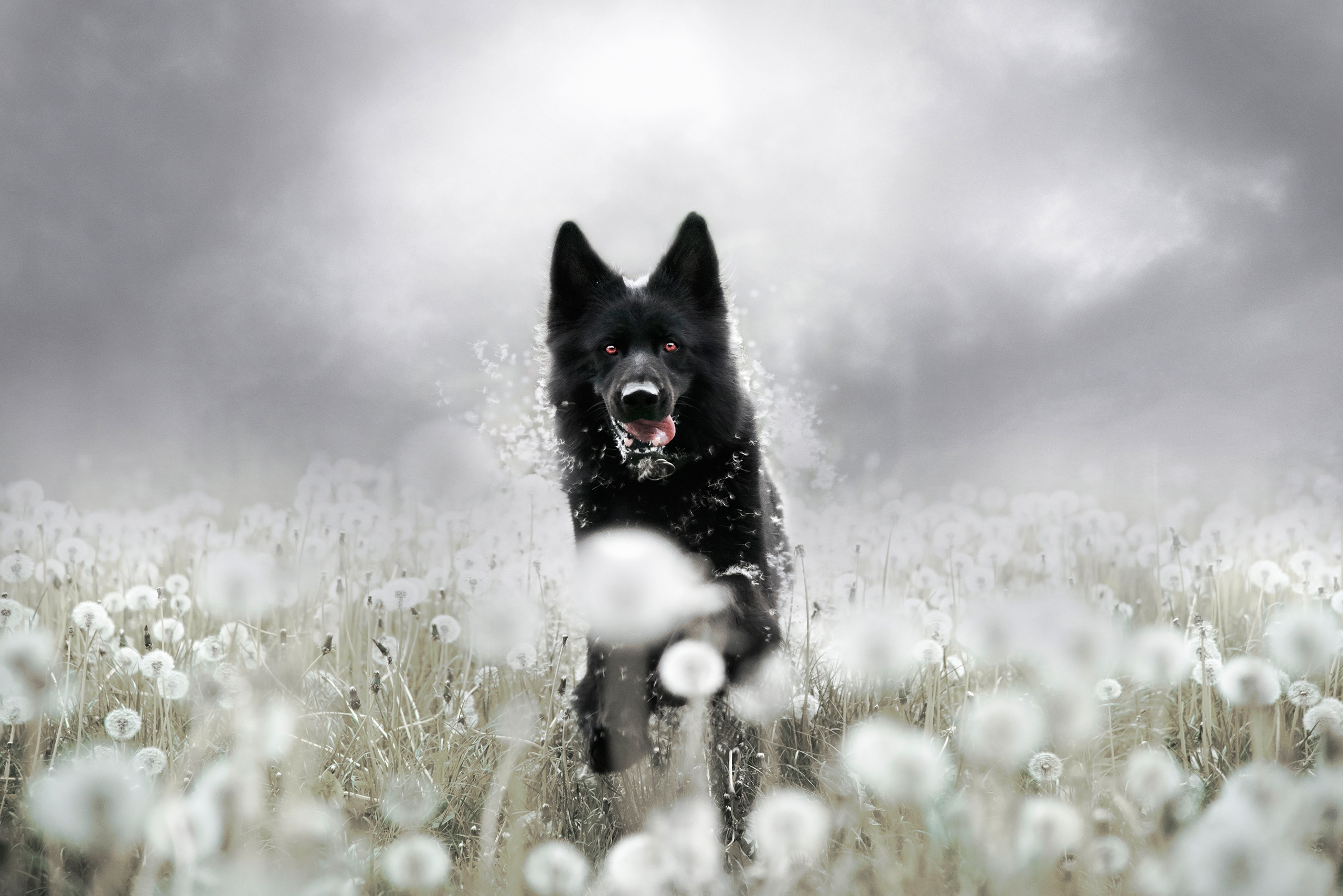 Download mobile wallpaper Dogs, Dog, Animal, Dandelion, German Shepherd for free.