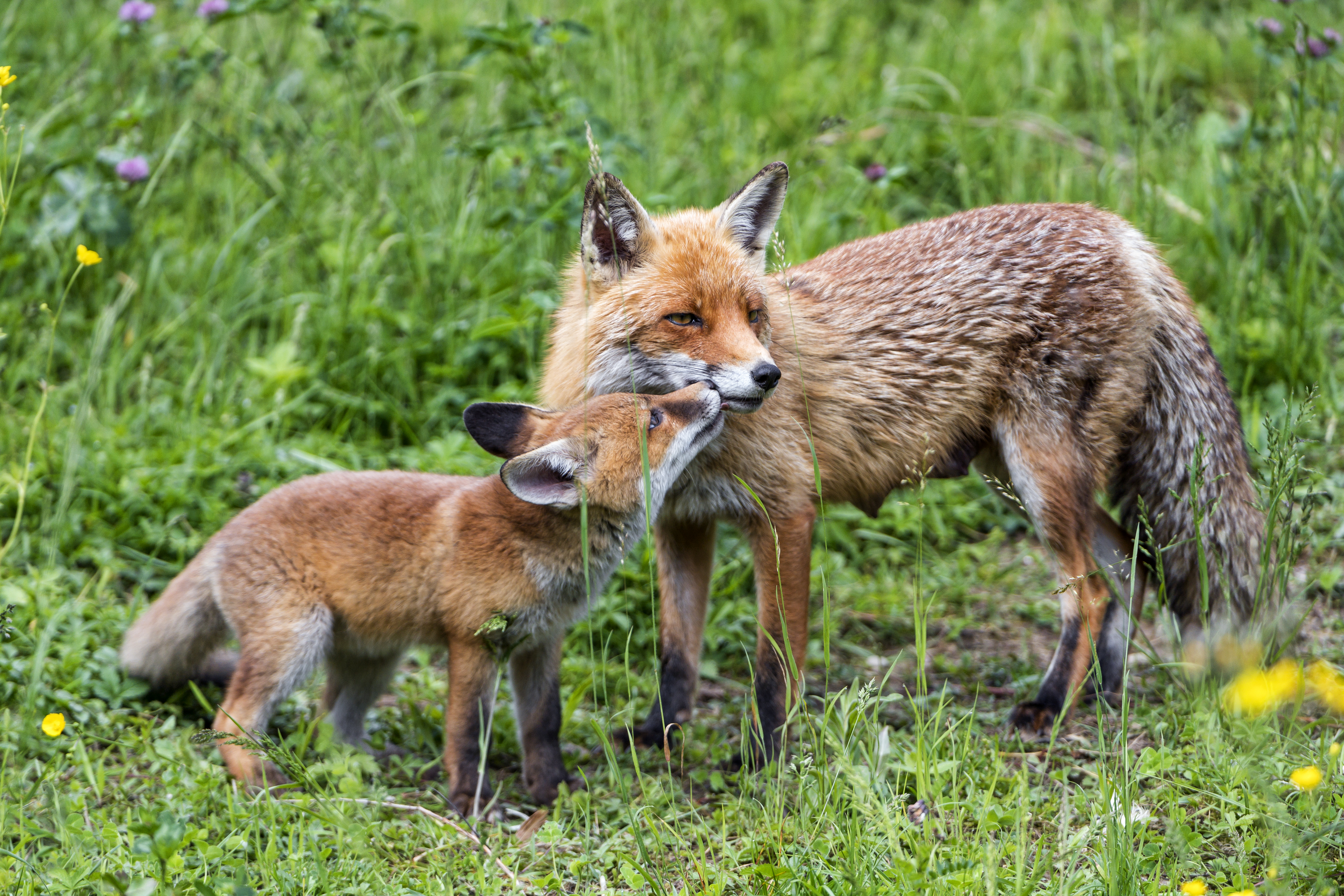 Laden Sie das Tiere, Fuchs, Tierbaby-Bild kostenlos auf Ihren PC-Desktop herunter