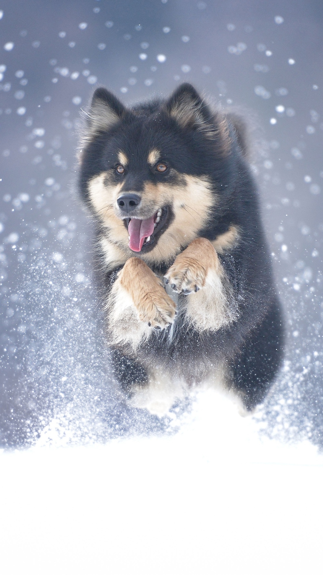 Скачати мобільні шпалери Зима, Собаки, Сніг, Пес, Тварина, Аляскинський Маламут безкоштовно.