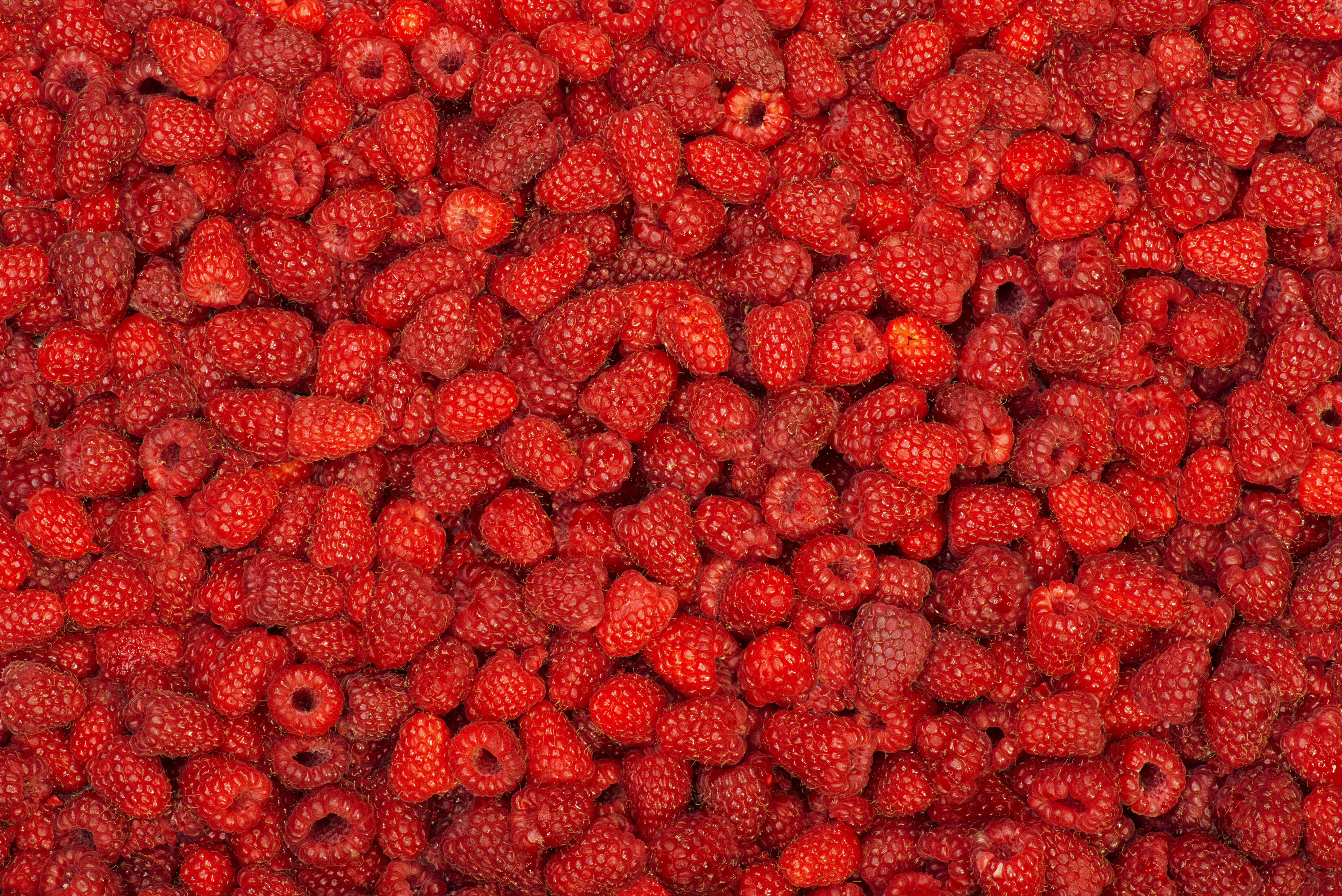 Free download wallpaper Fruits, Food, Raspberry, Berry, Fruit on your PC desktop