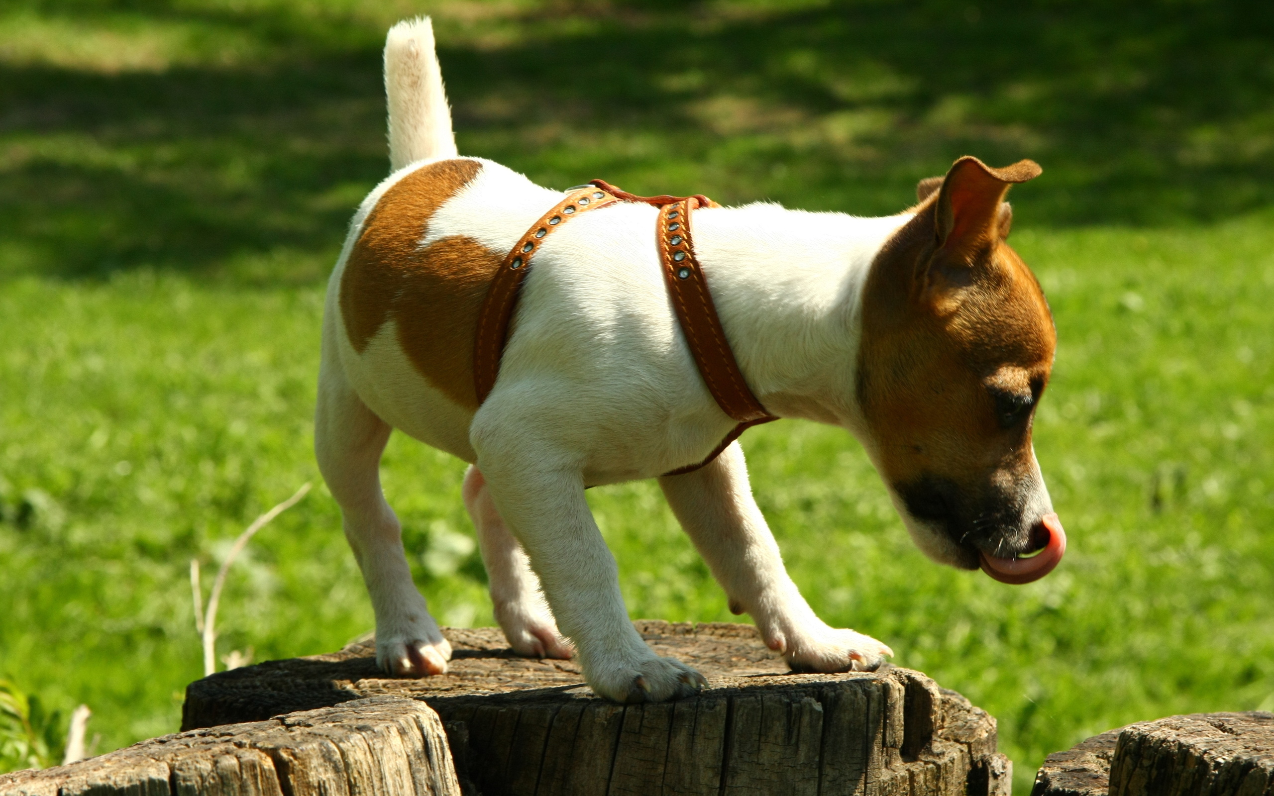 Download mobile wallpaper Jack Russell Terrier, Dogs, Animal for free.